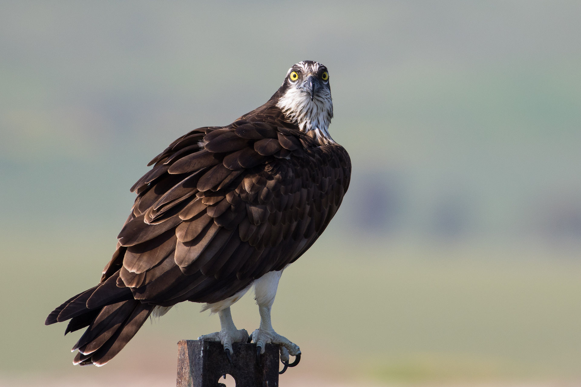 Western Osprey Western Osprey (Pandion haliaetus)