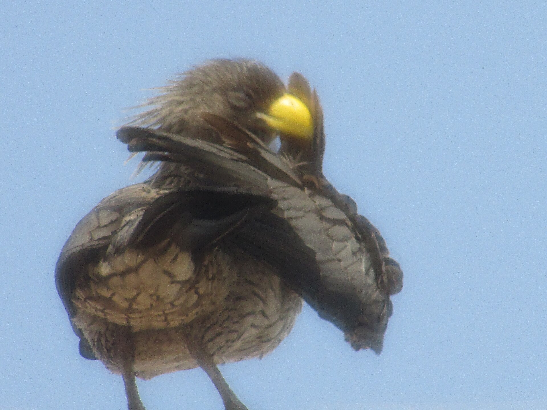 Western Plantain-eater (Crinifer piscator)