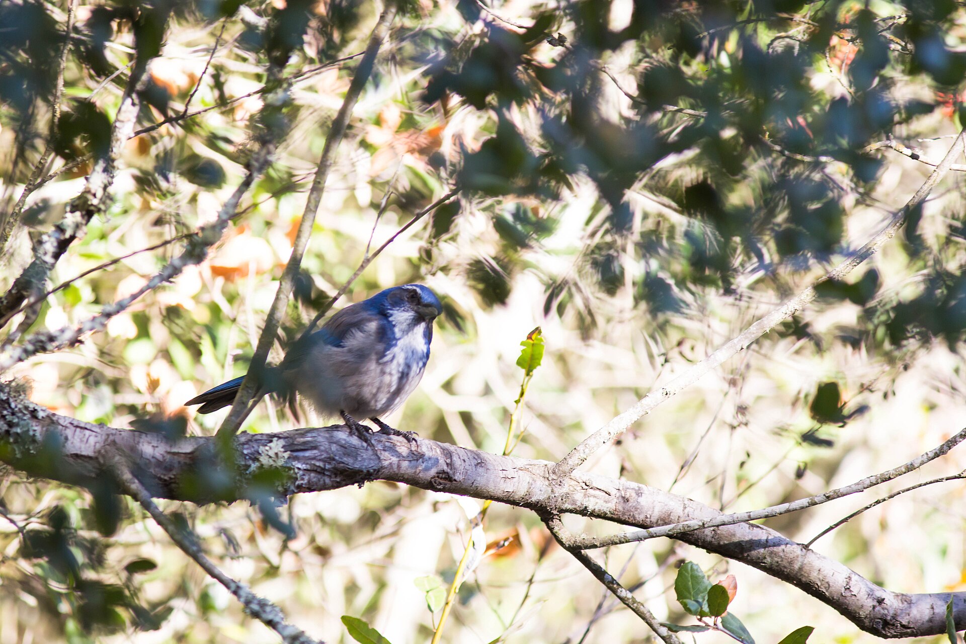 Western Scrub-Jay (Aphelocoma californica)