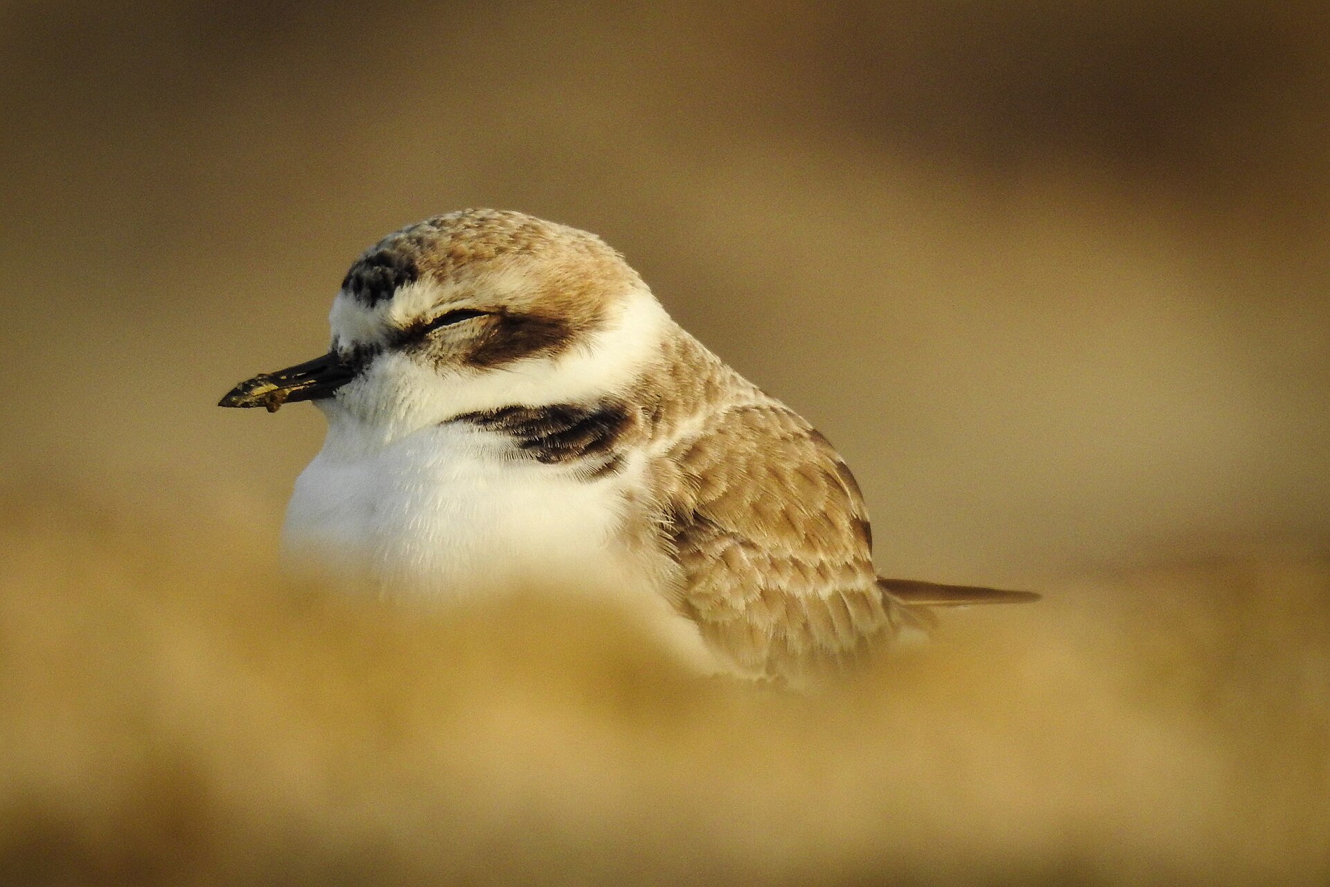 Western Snowy Plover (Charadrius nivosus)