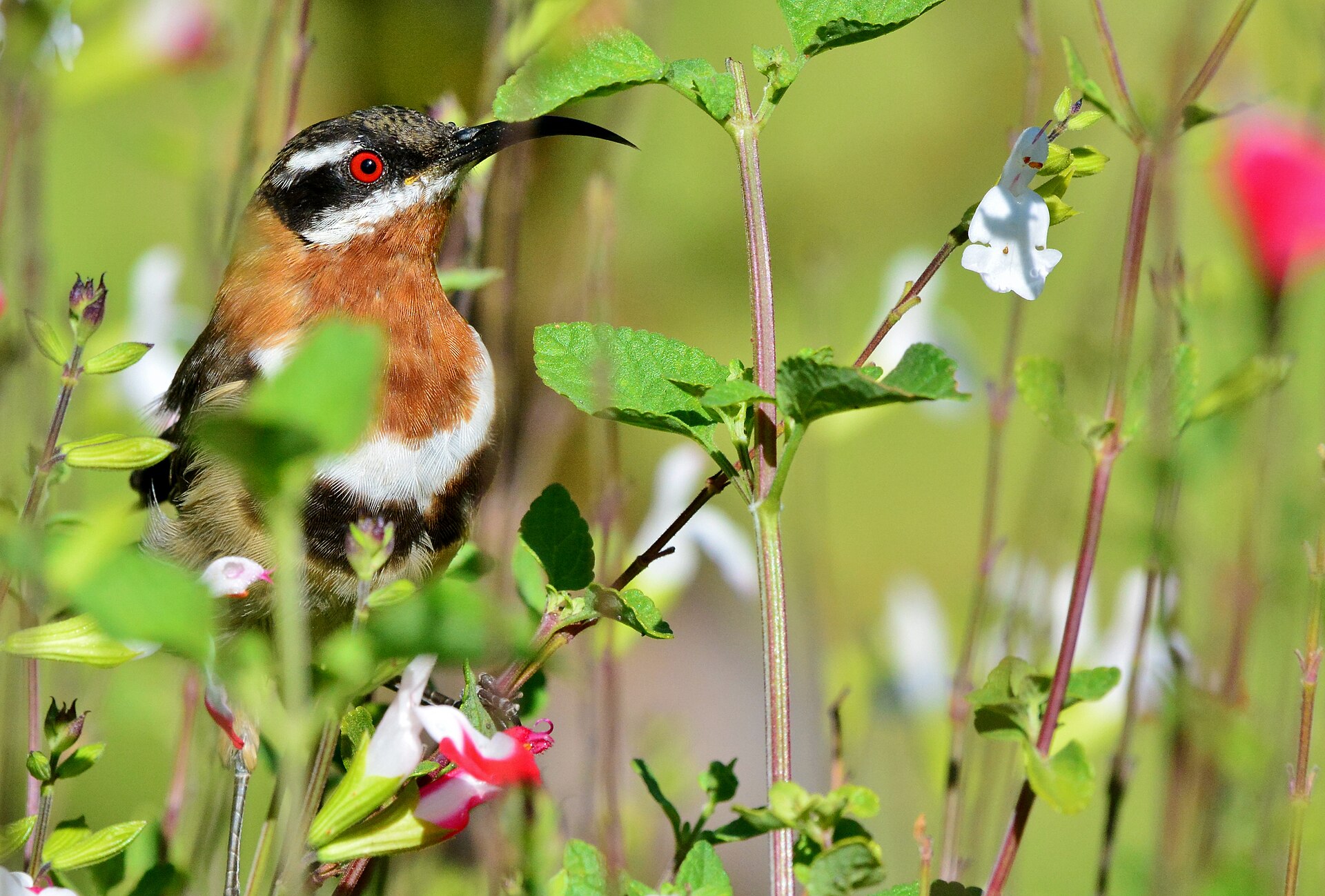 Western Spinebill Western Spinebill ()