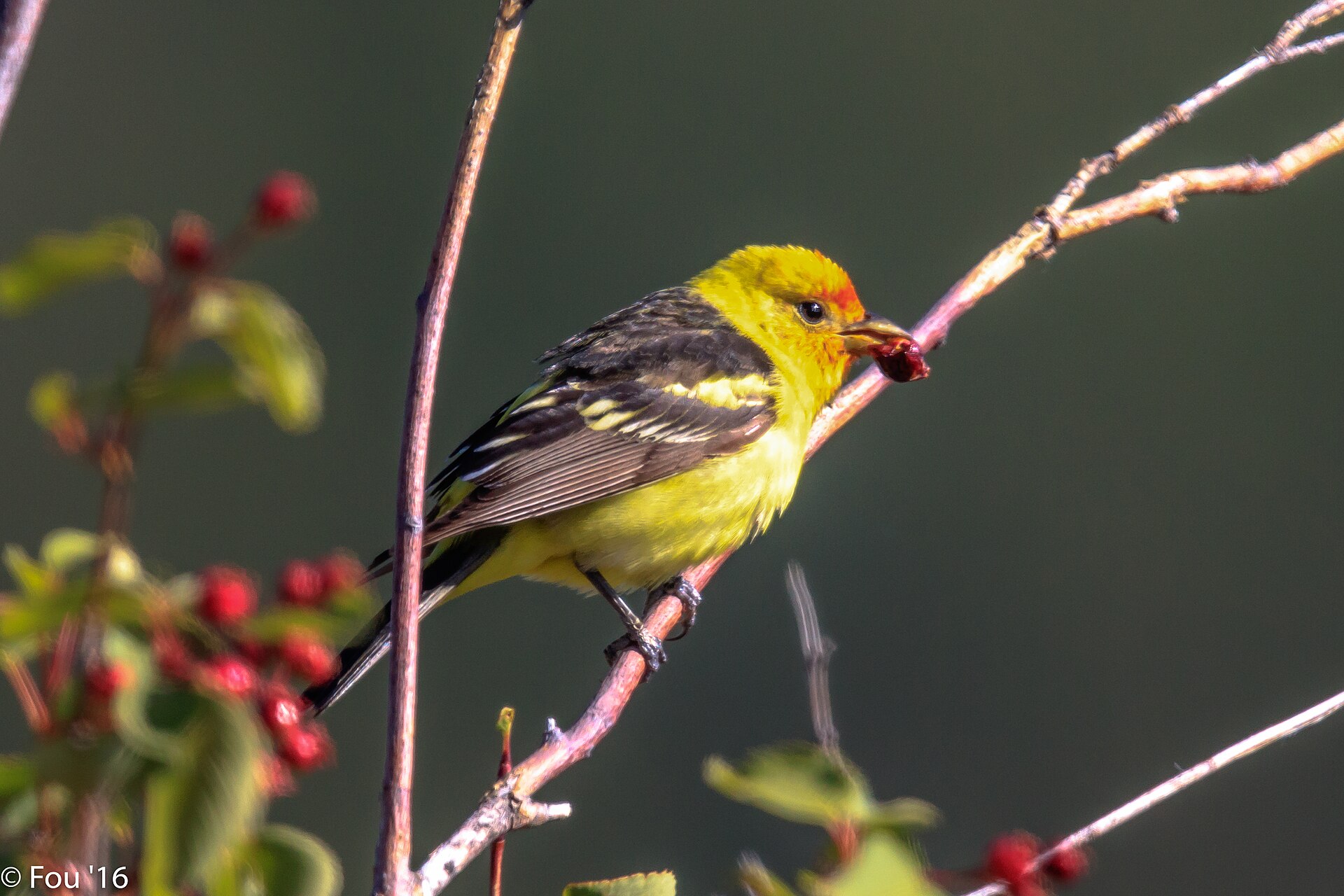 western tanager