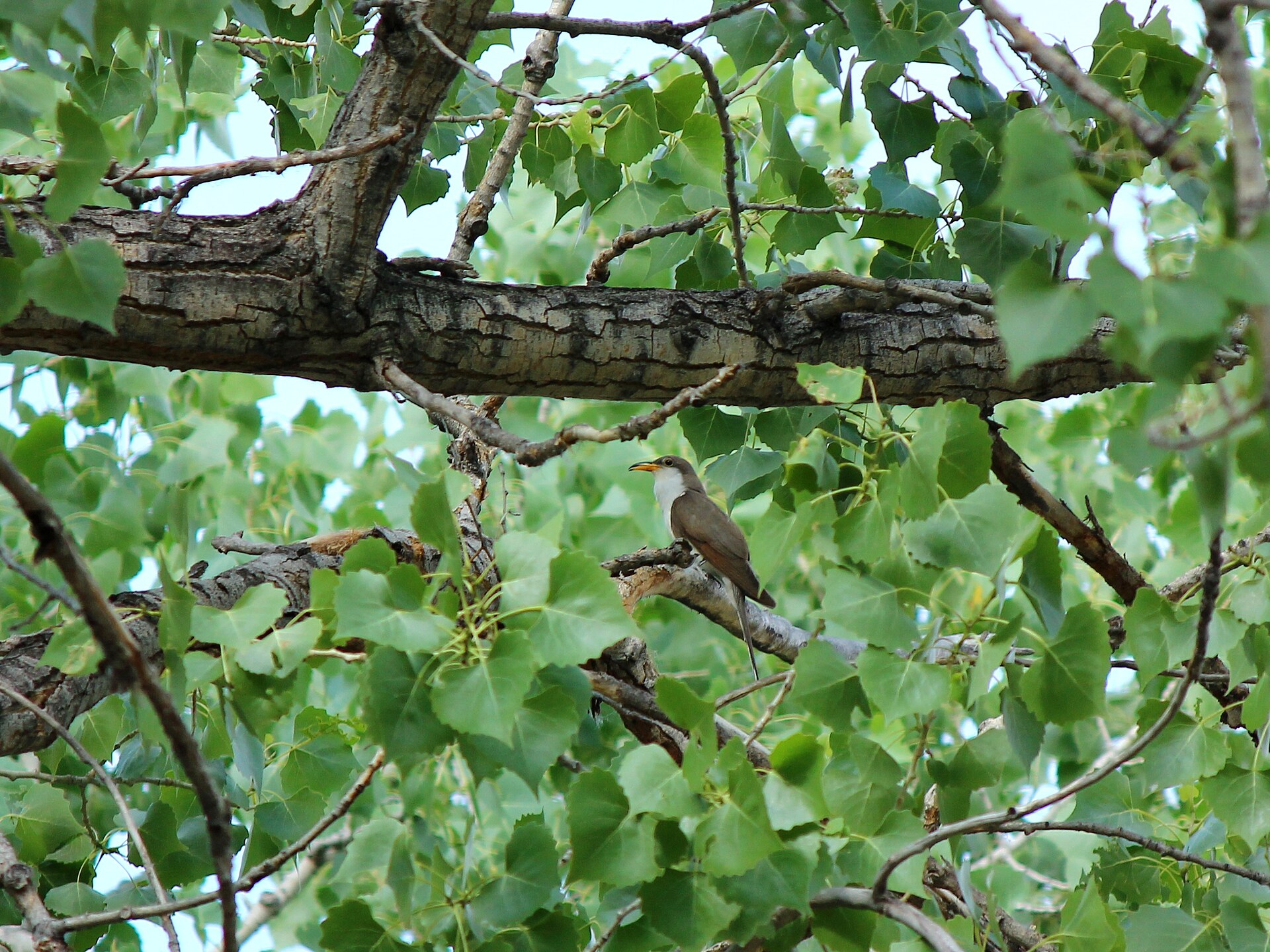 Western Yellow-Billed Cuckoo ()