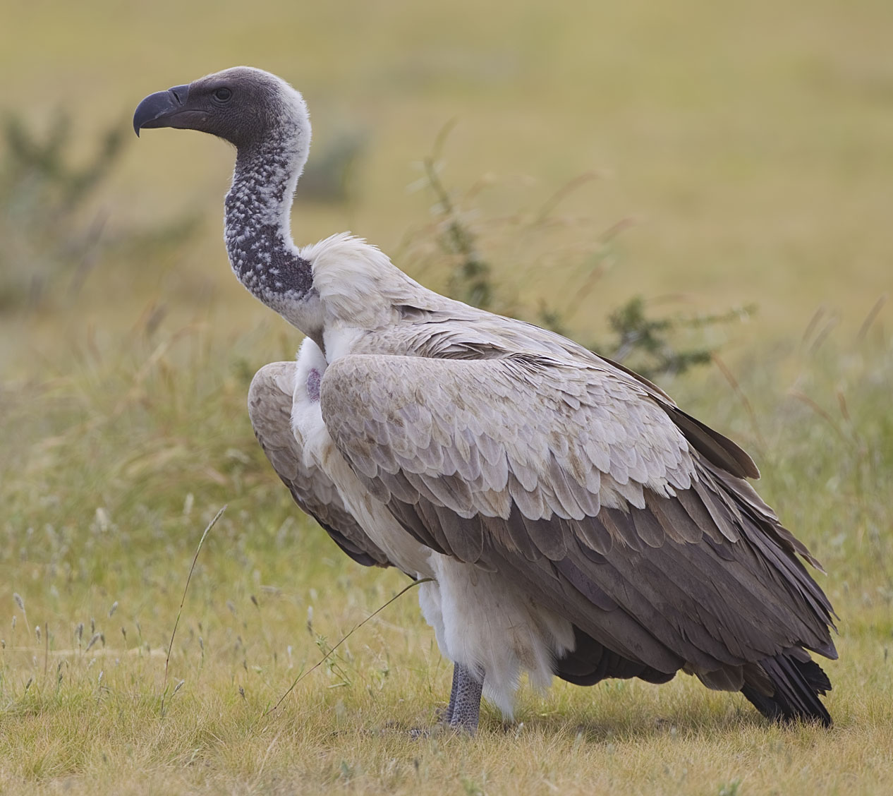 White-backed Vulture White-backed Vulture (Gyps africanus)