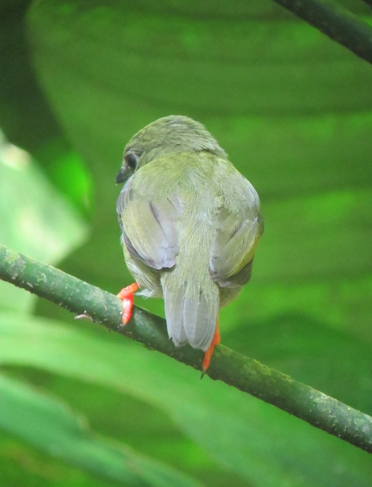 White-bearded Manakin ()