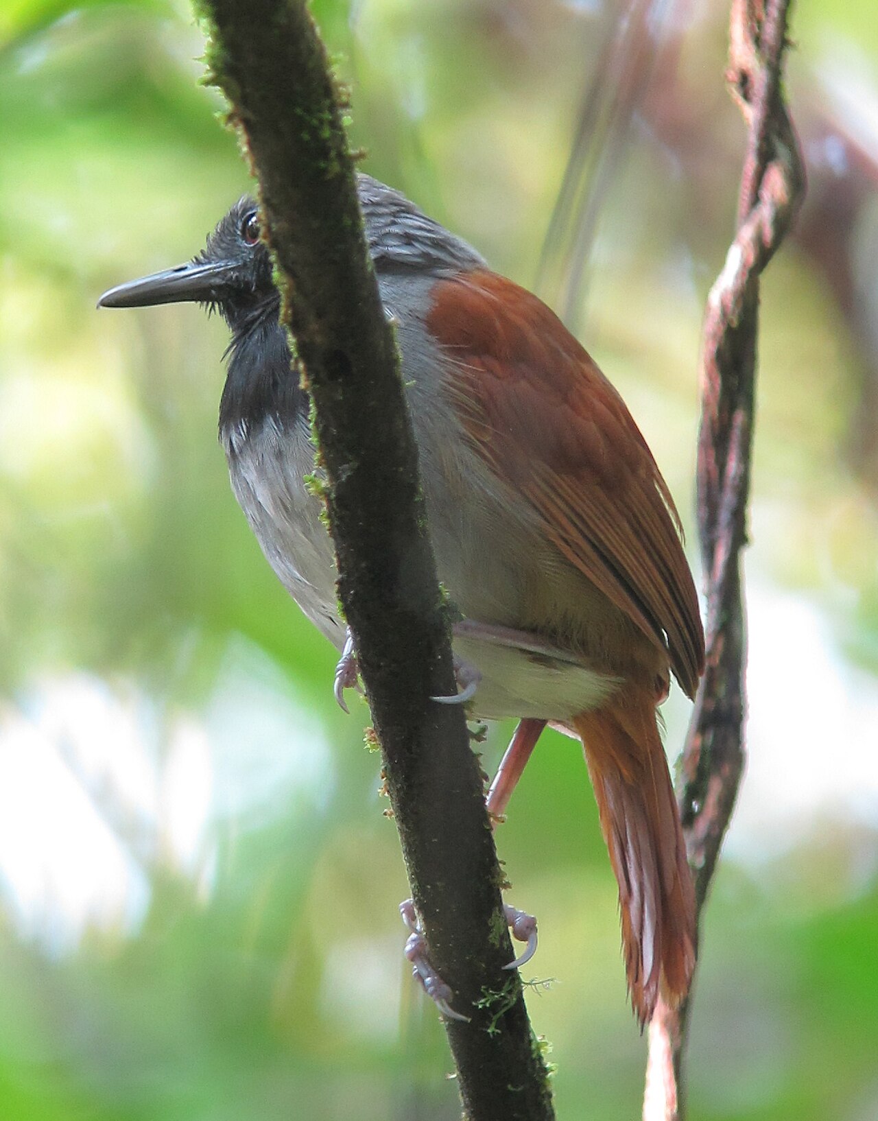 White-bellied Antbird White-bellied Antbird (Hormiguero pechiblanco)