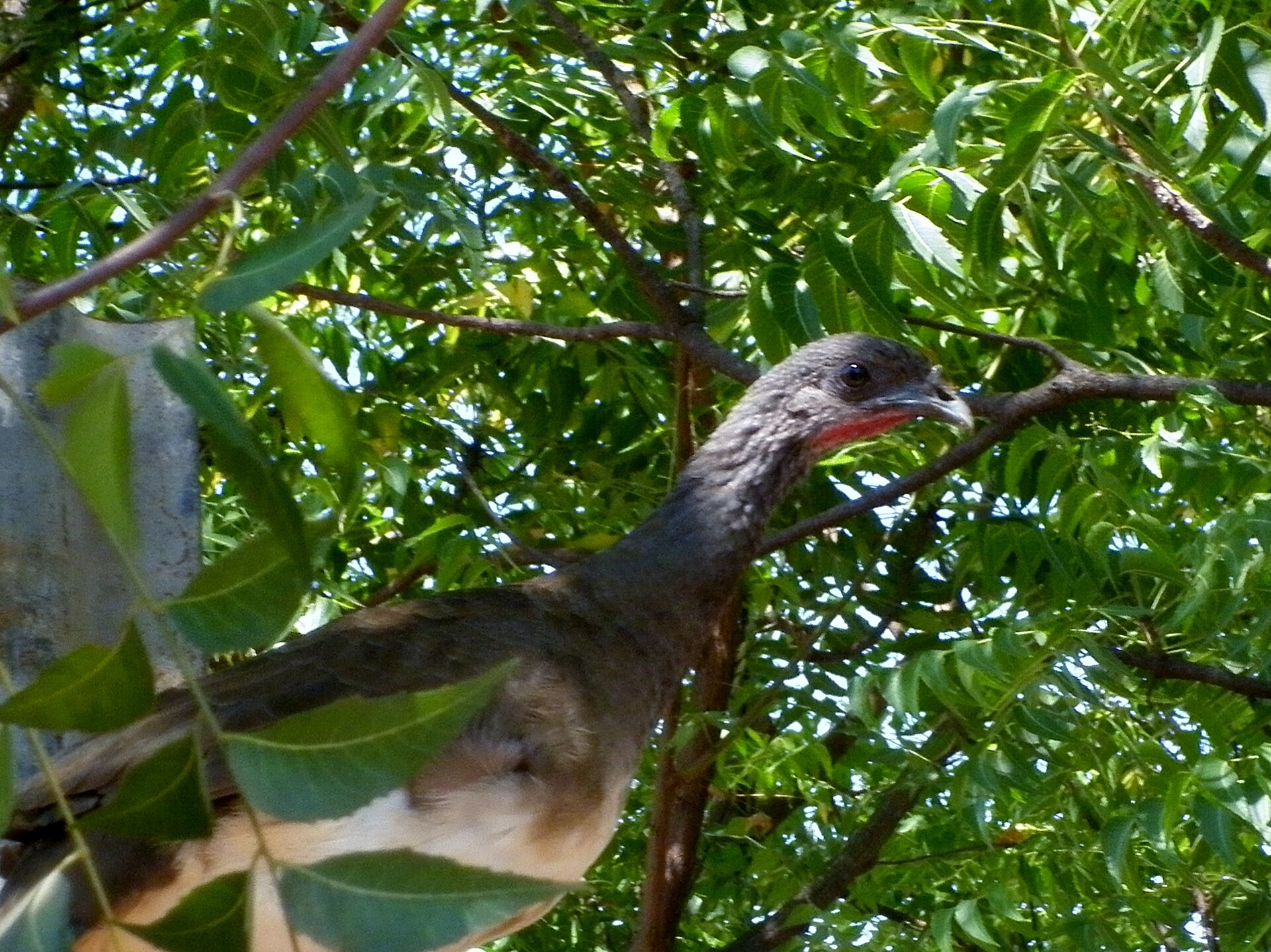 White-bellied Chachalaca ()
