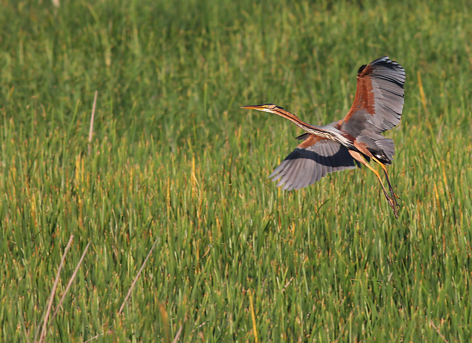 White-bellied Heron ()