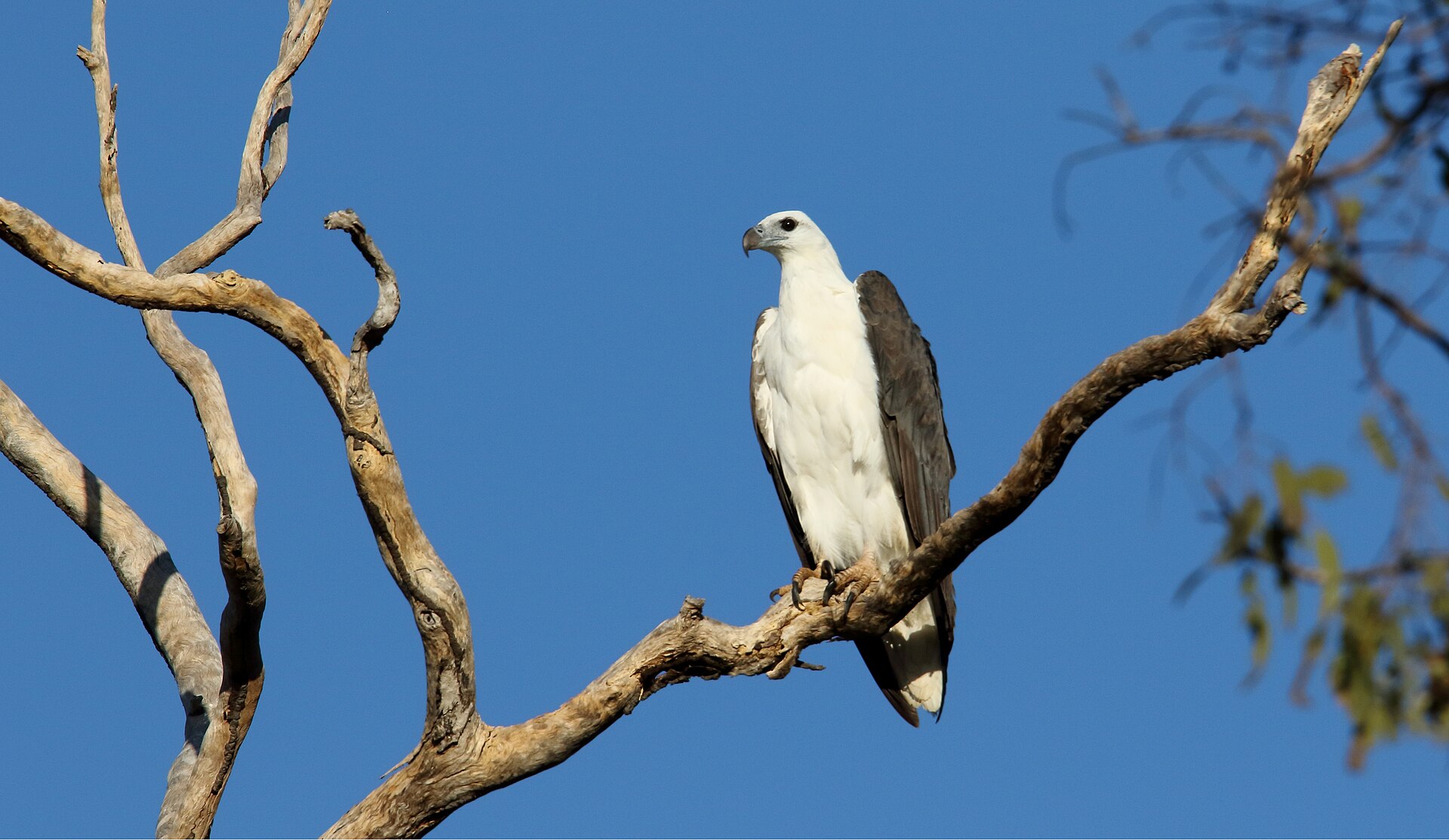 White-bellied Sea Eagle (Haliaeetus leucogaster)