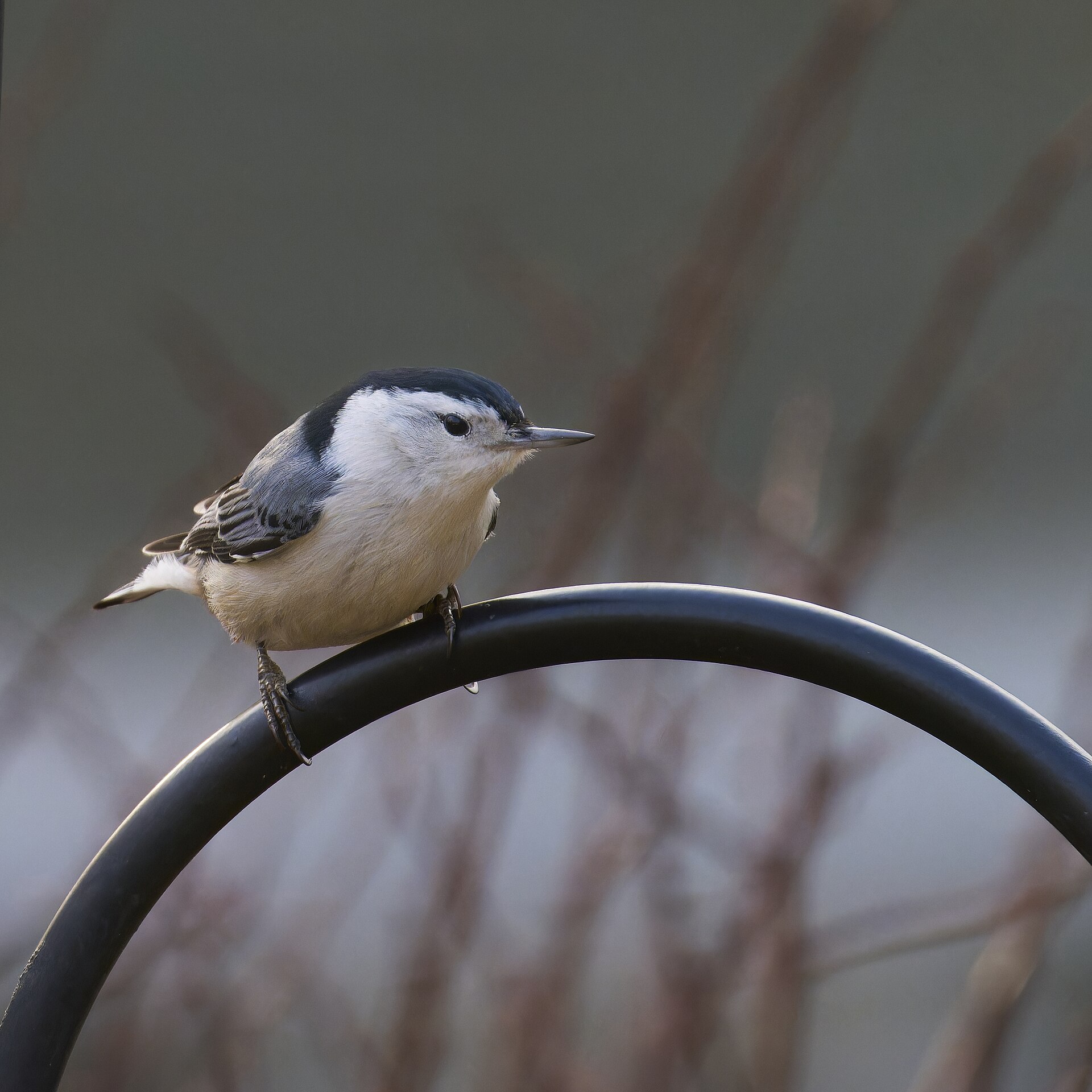 White-Breasted Nuthatch ()