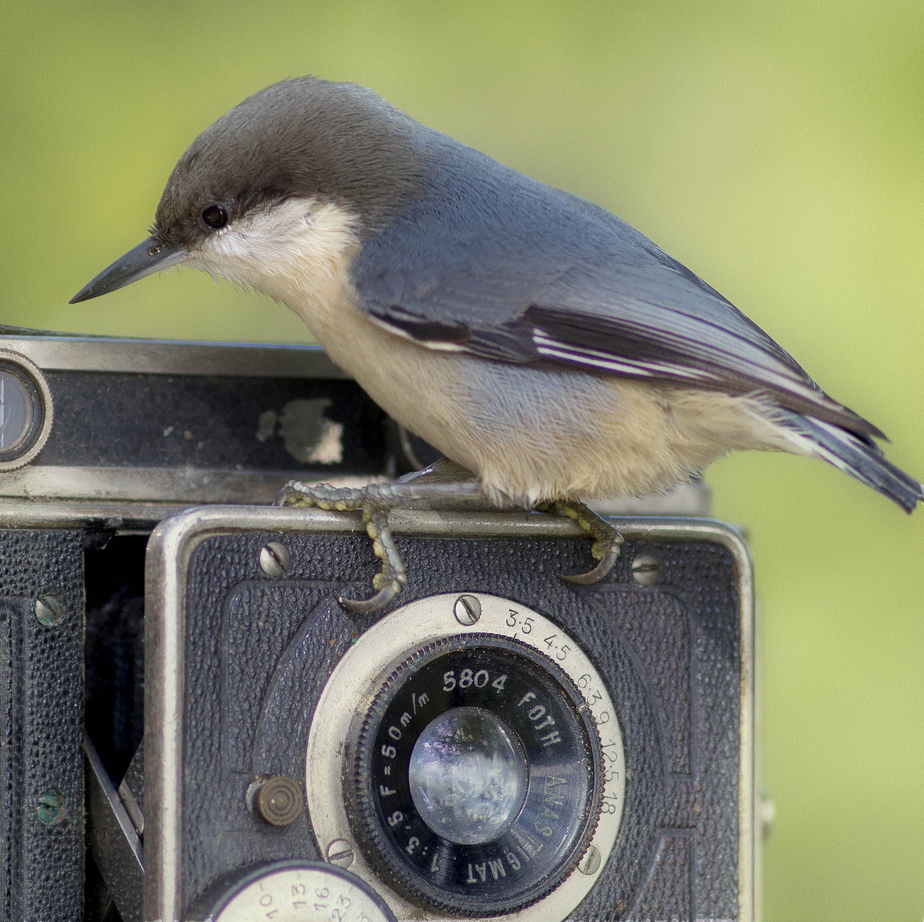White-breasted Nuthatch Ecology (Sitta pygmaea)