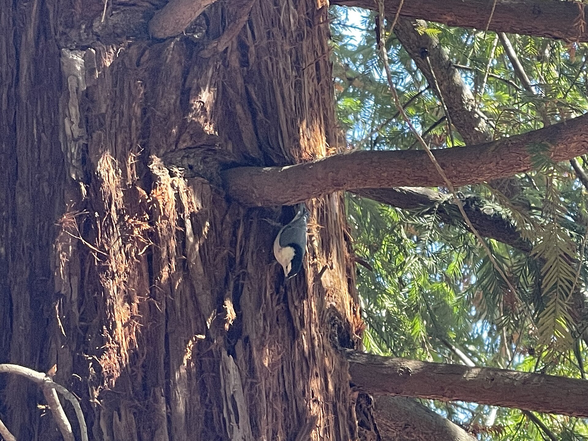 White-breasted Nuthatch (Sitta carolinensis)