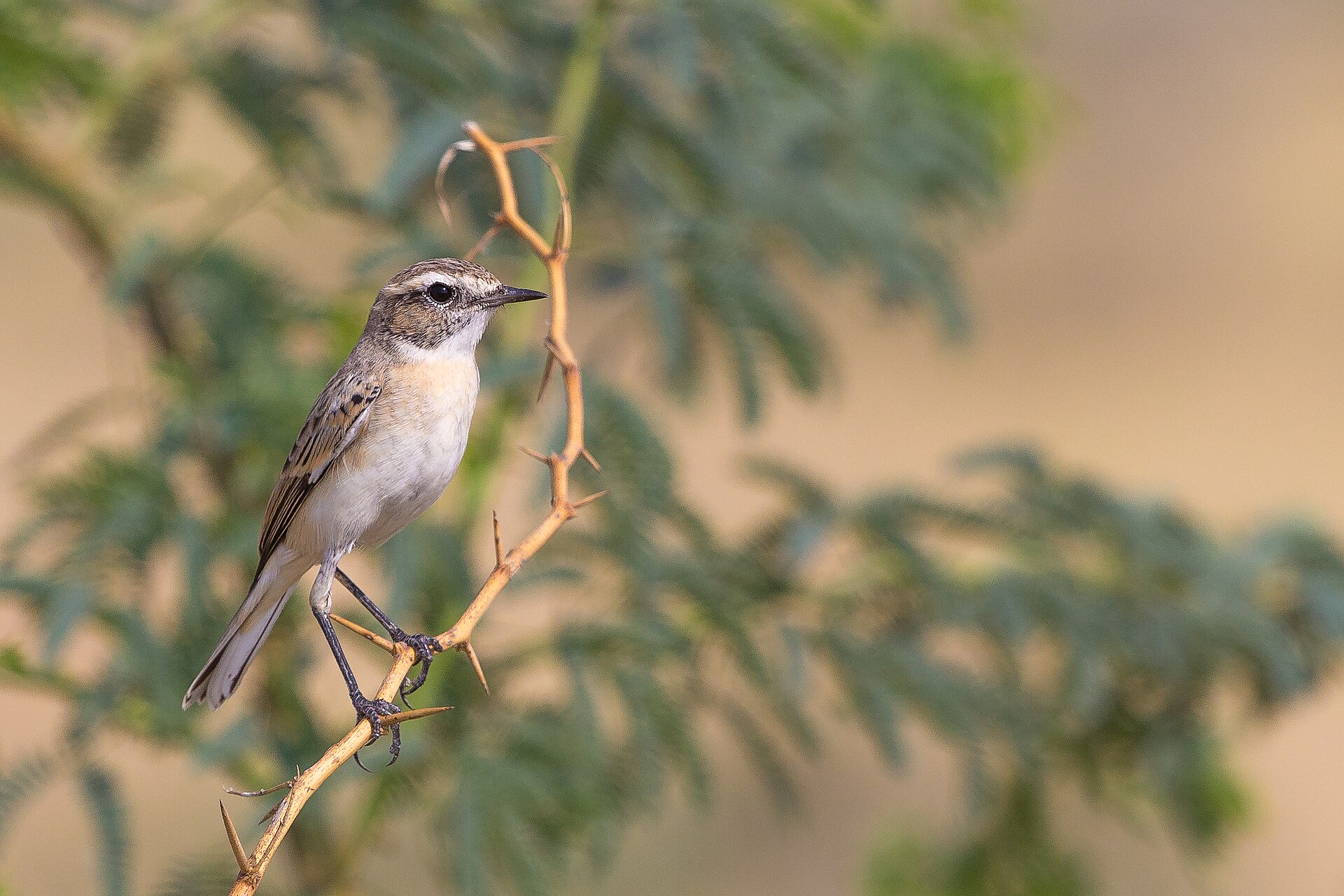 White-browed Bushchat (Saxicola macrorhynchus)