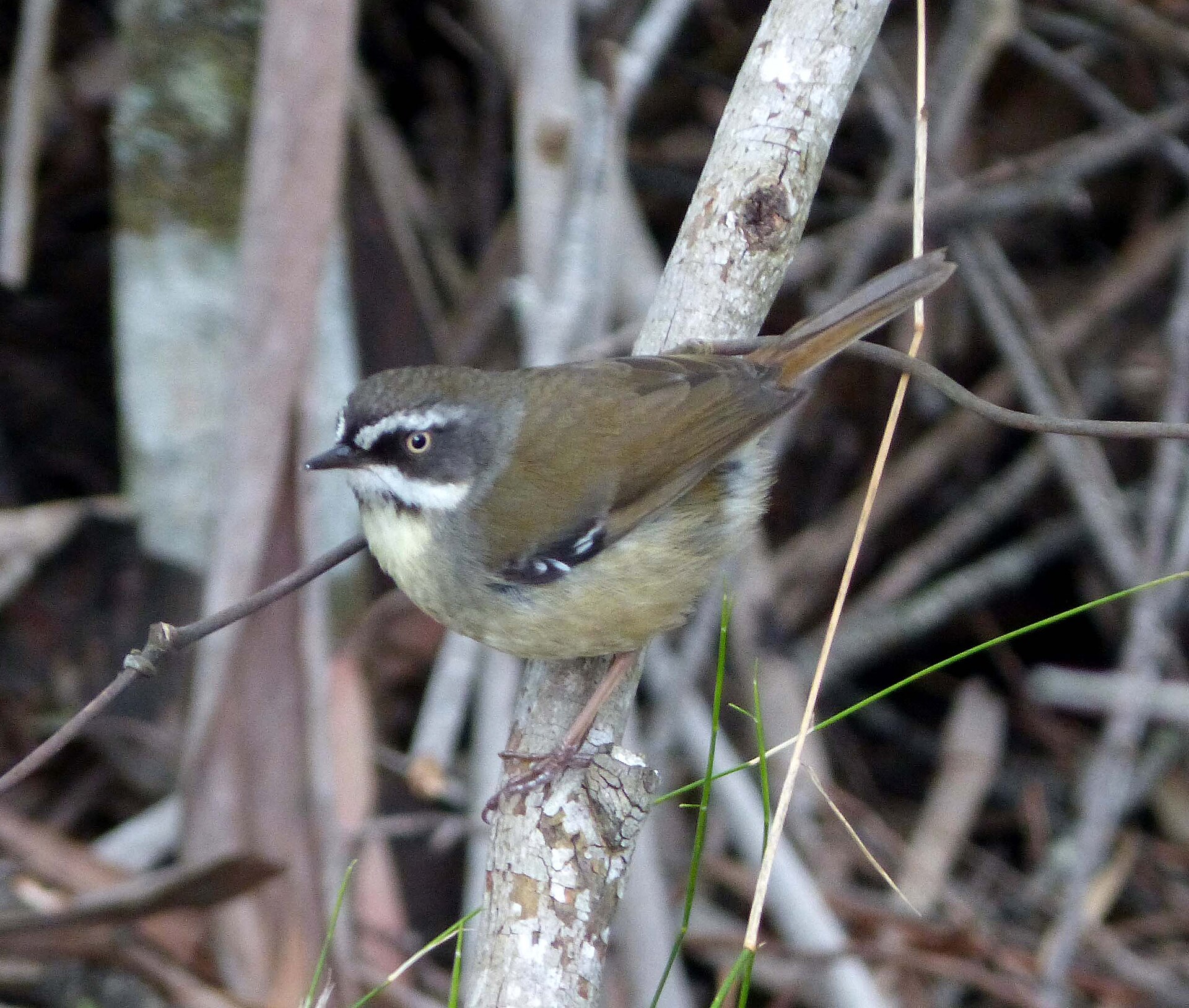 White-Browed Scrubwren (Sericornis frontalis)
