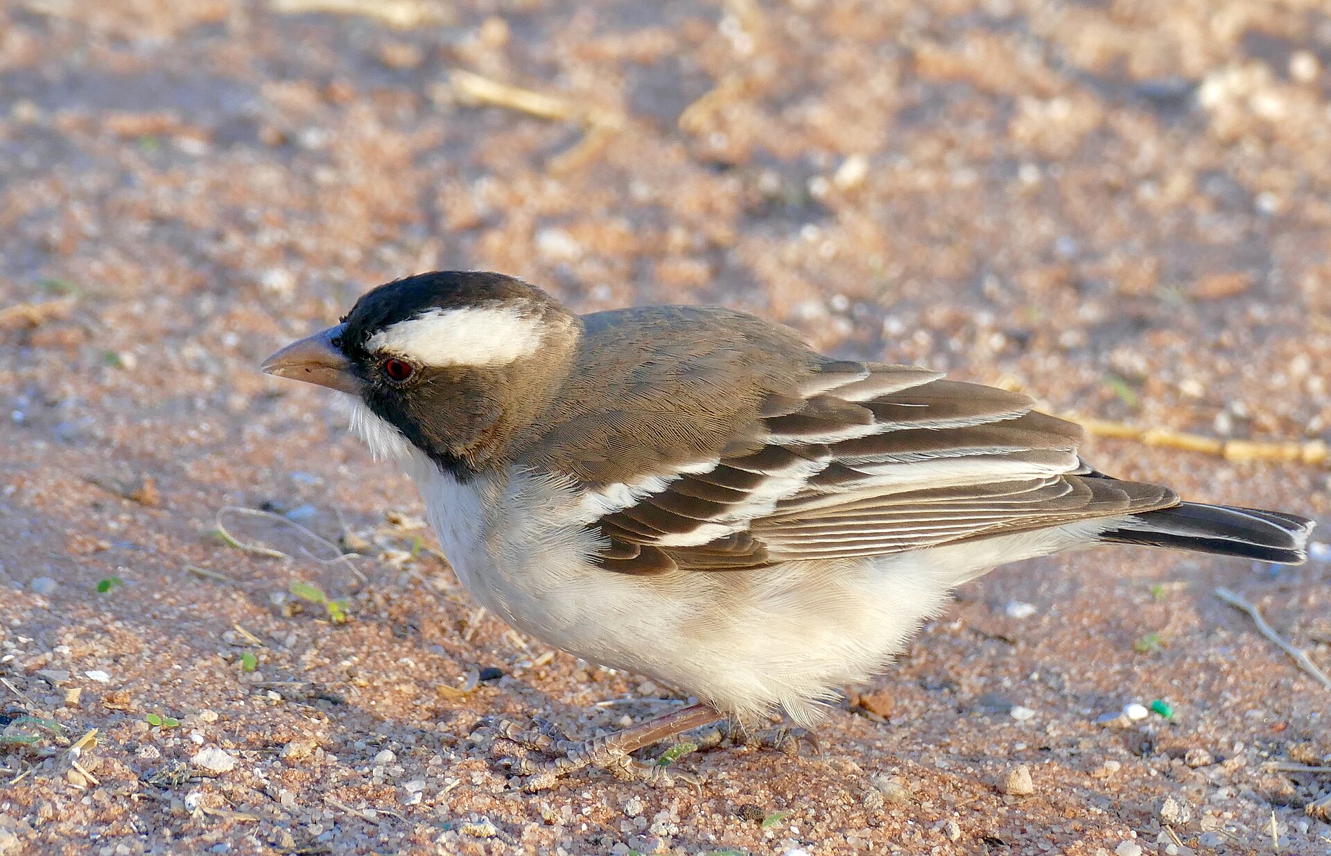 White-browed Sparrow-Weaver White-browed Sparrow-Weaver (Plocepasser mahali)