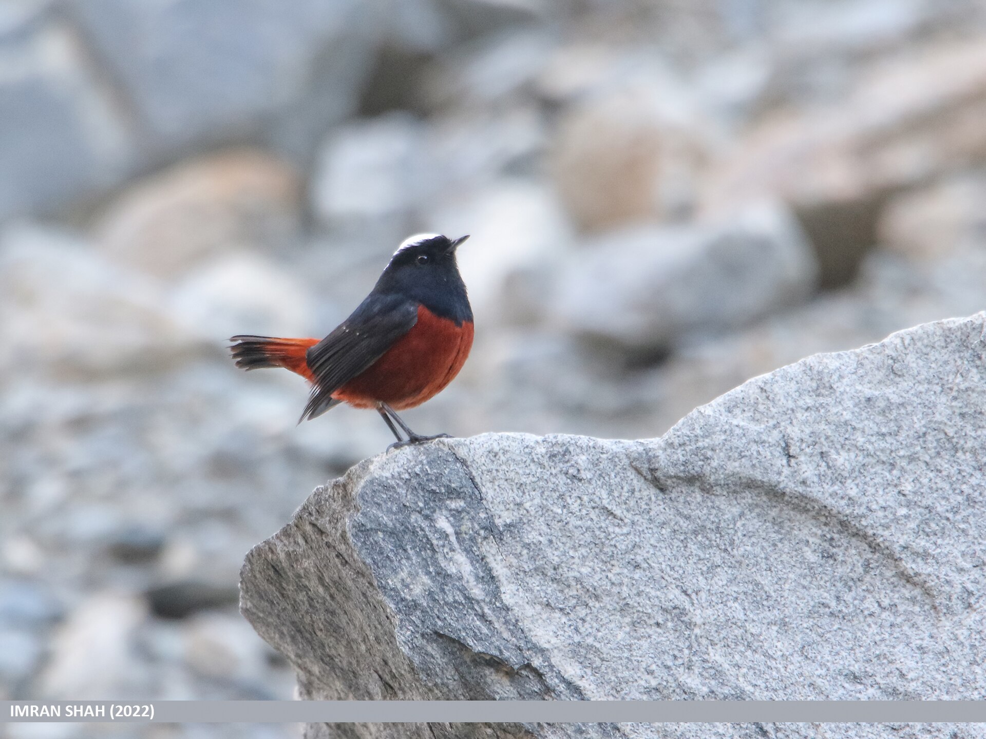 White-capped Redstart ()