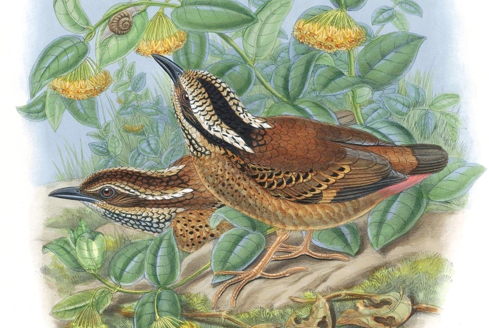 White-chinned Thrush (Turdus aurantius)
