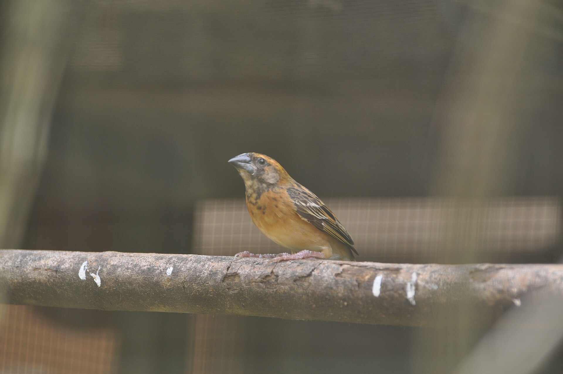 White-crowned Sparrow Appearance ()