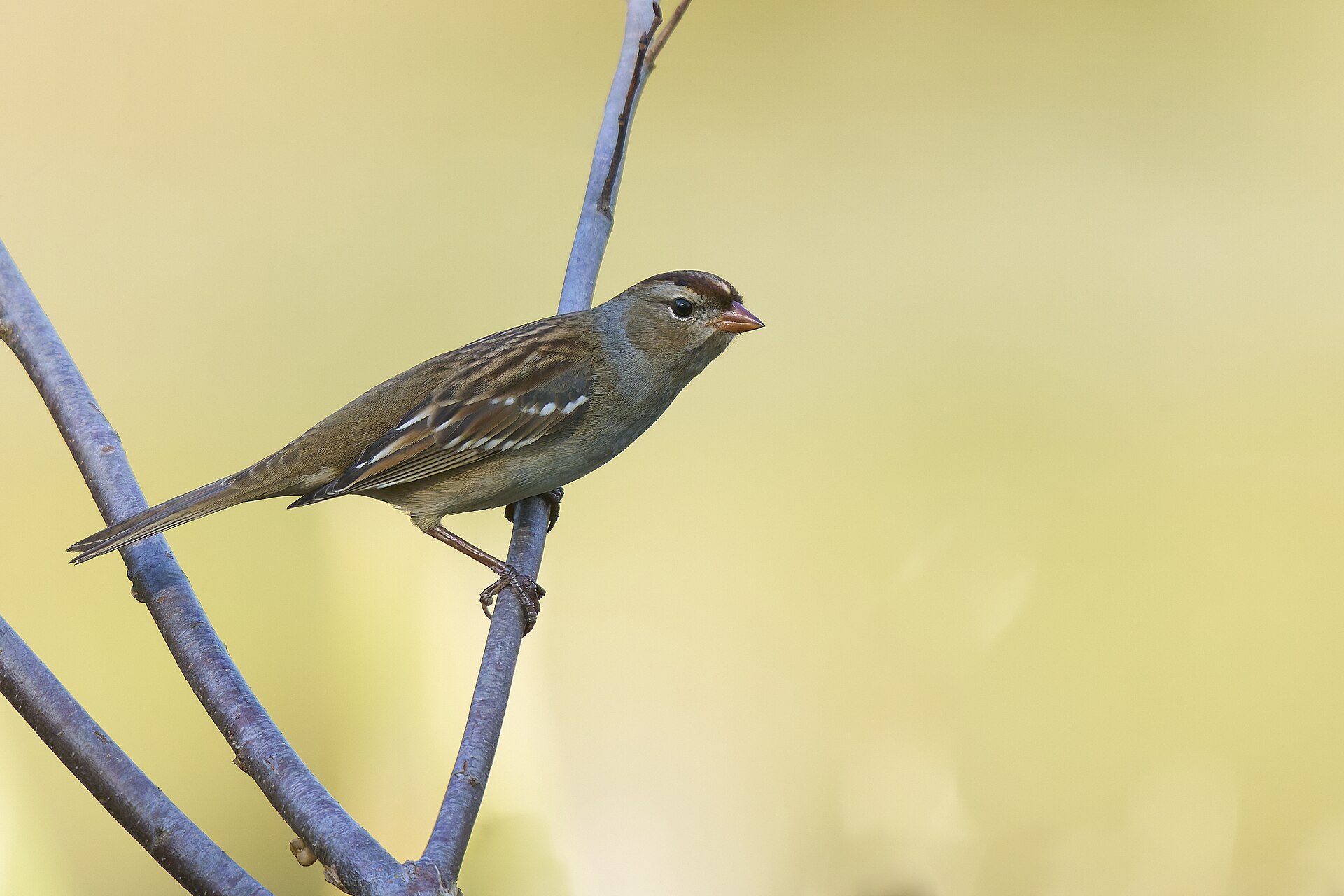 White-Crowned Sparrow White-Crowned Sparrow ()