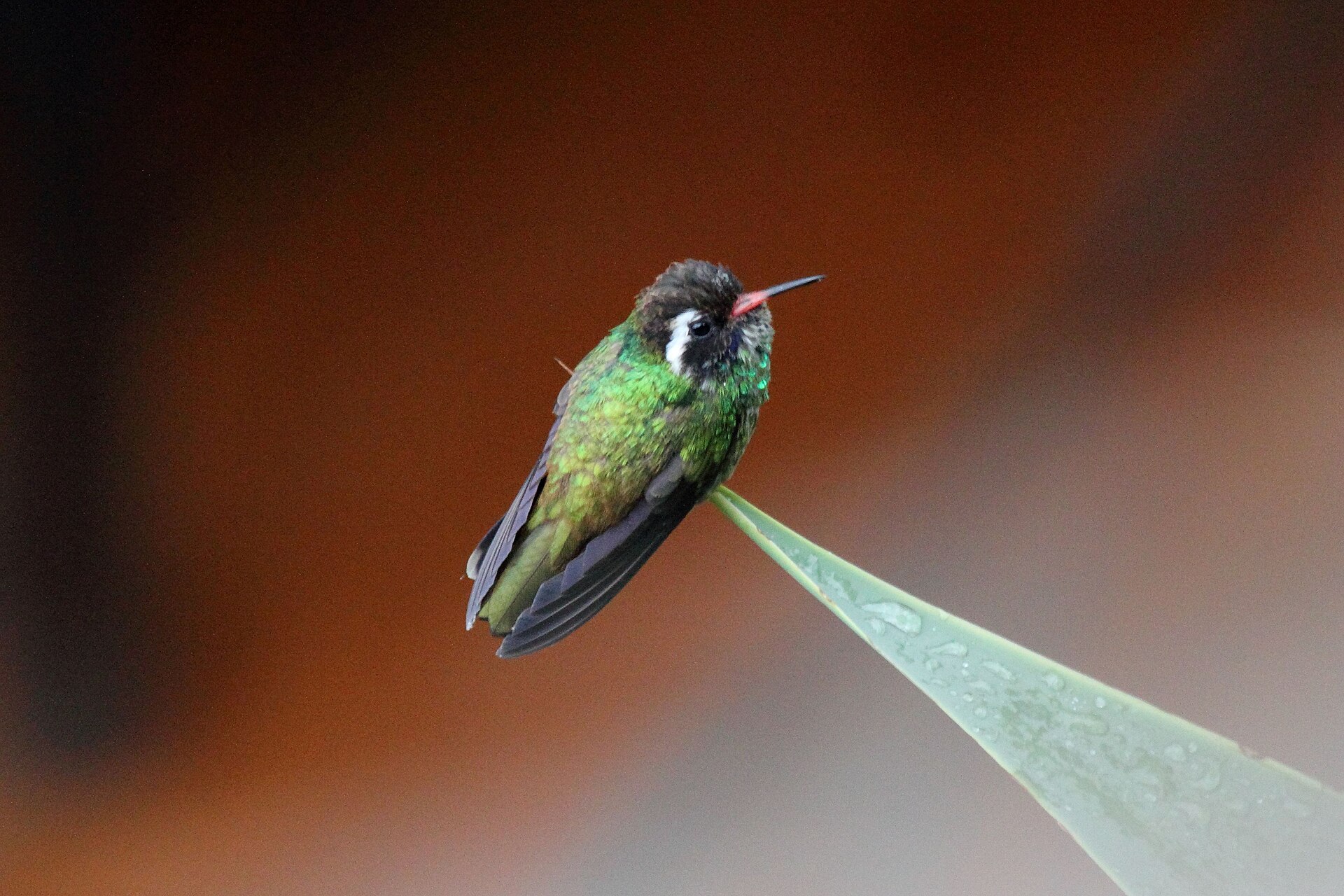 White-Eared Hummingbird (Basilinna leucotis)