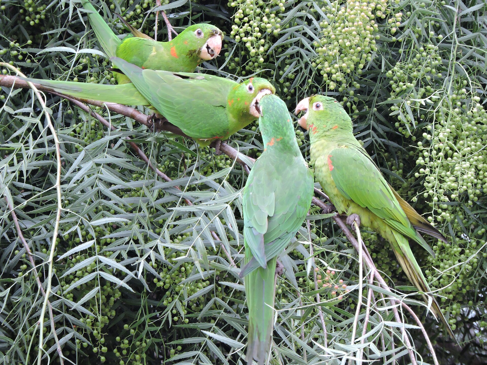 White-Eyed Conure (Aratinga leucophthalmus)