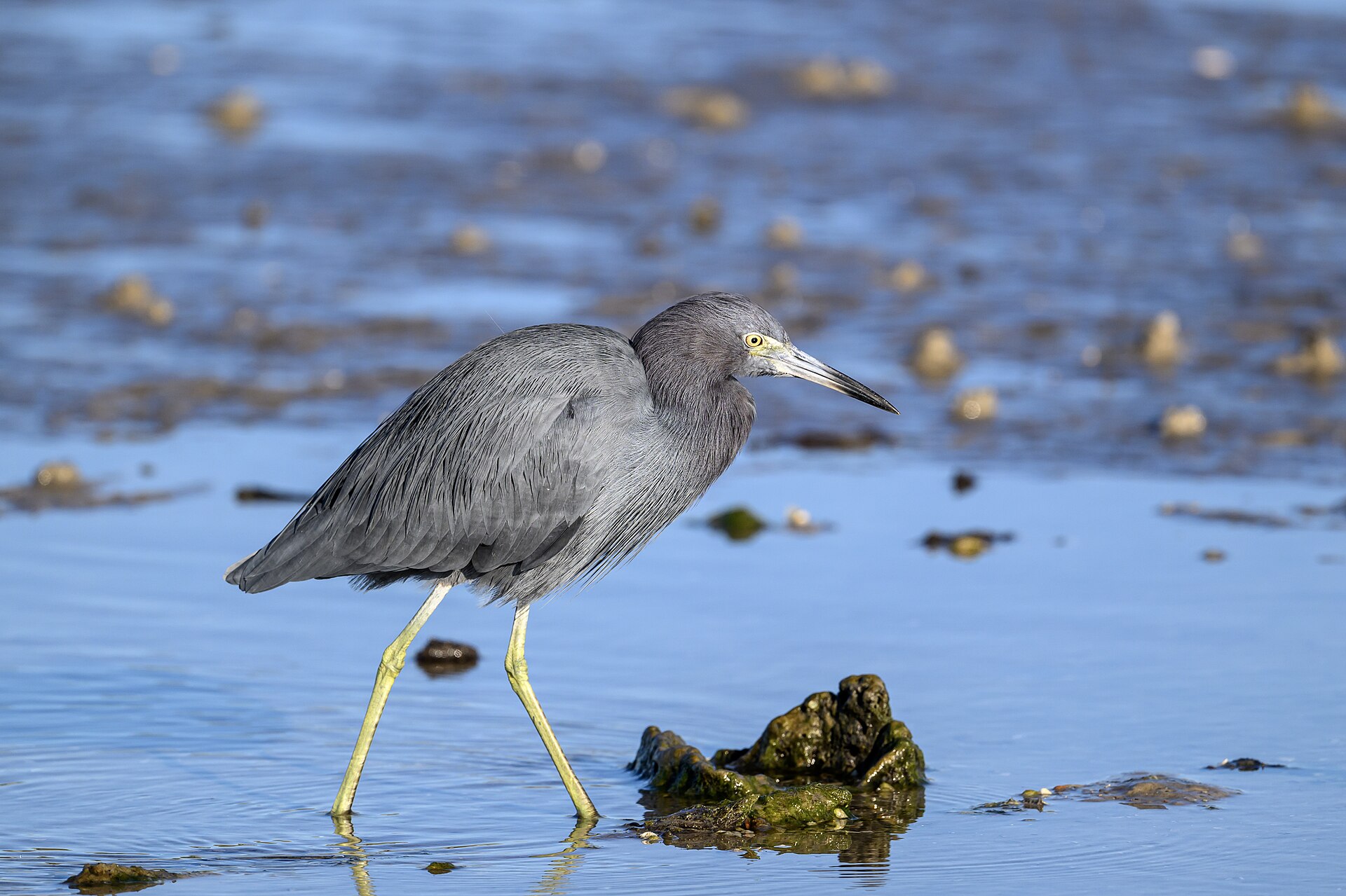 White-faced Heron White-faced Heron (Egretta novaehollandiae)