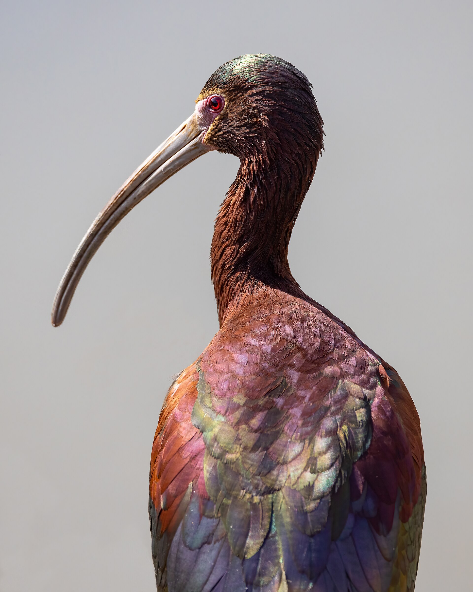 white faced ibis