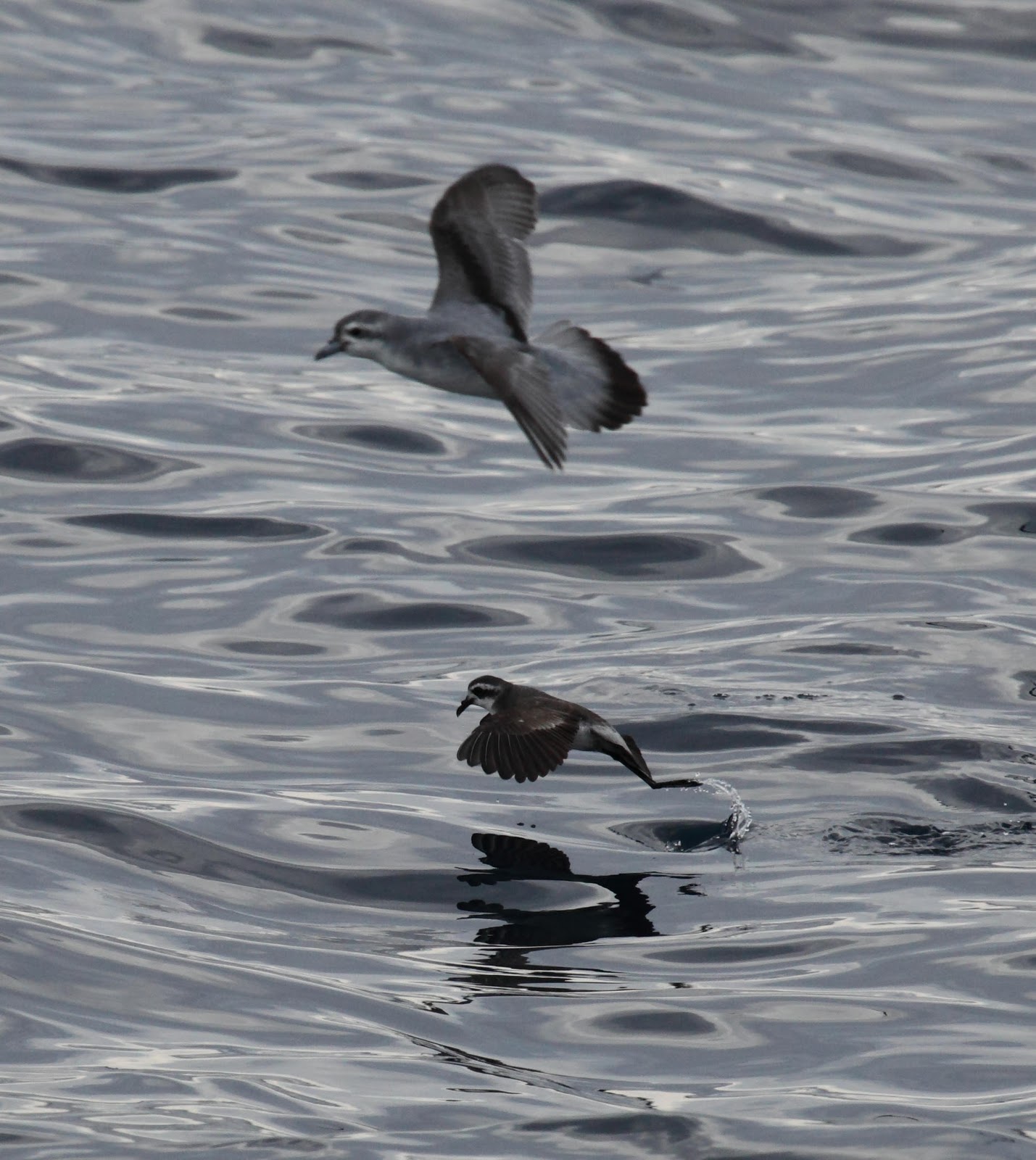 White-Faced Storm Petrel White-Faced Storm Petrel ()