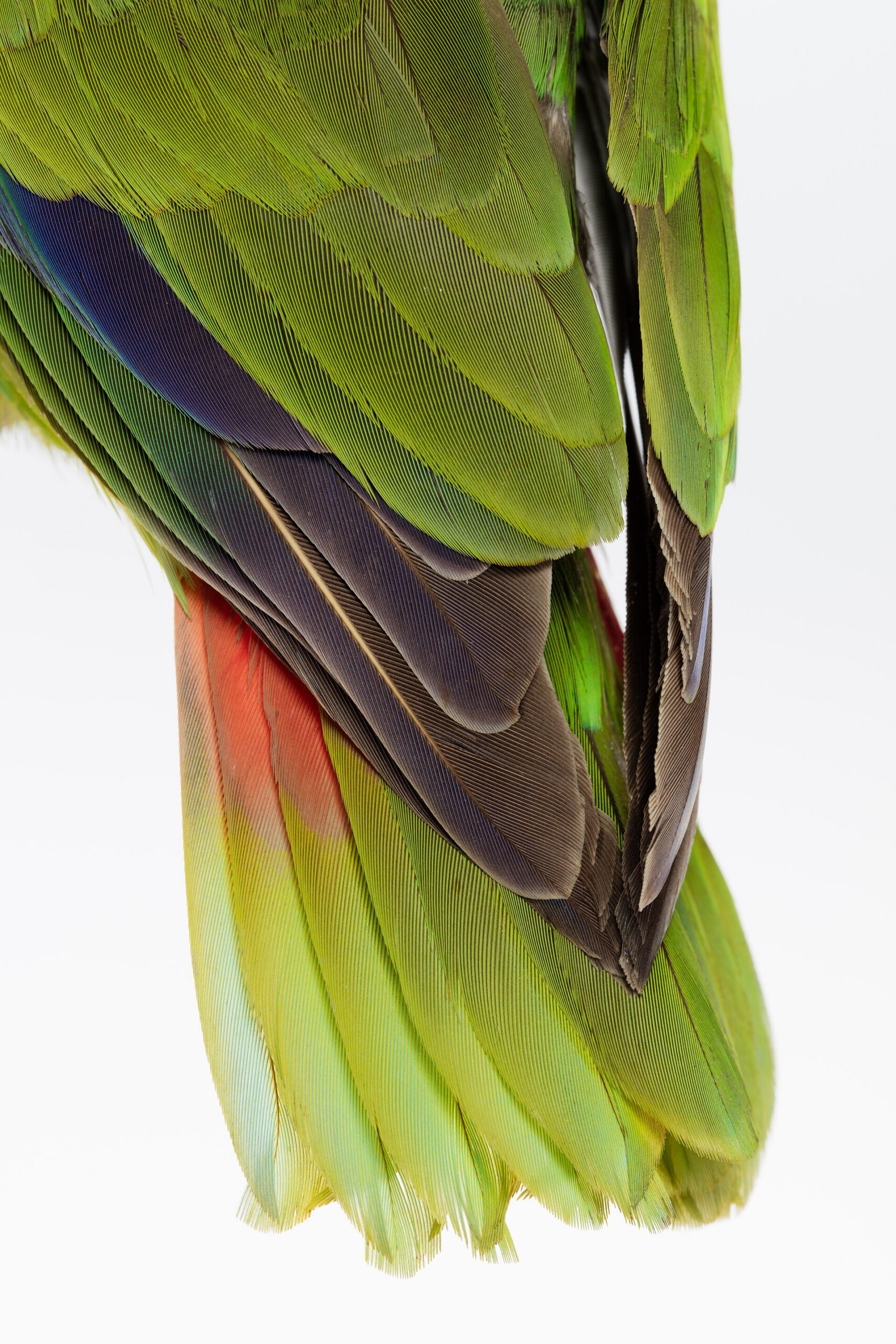 White-fronted Parrot White-fronted Parrot ()