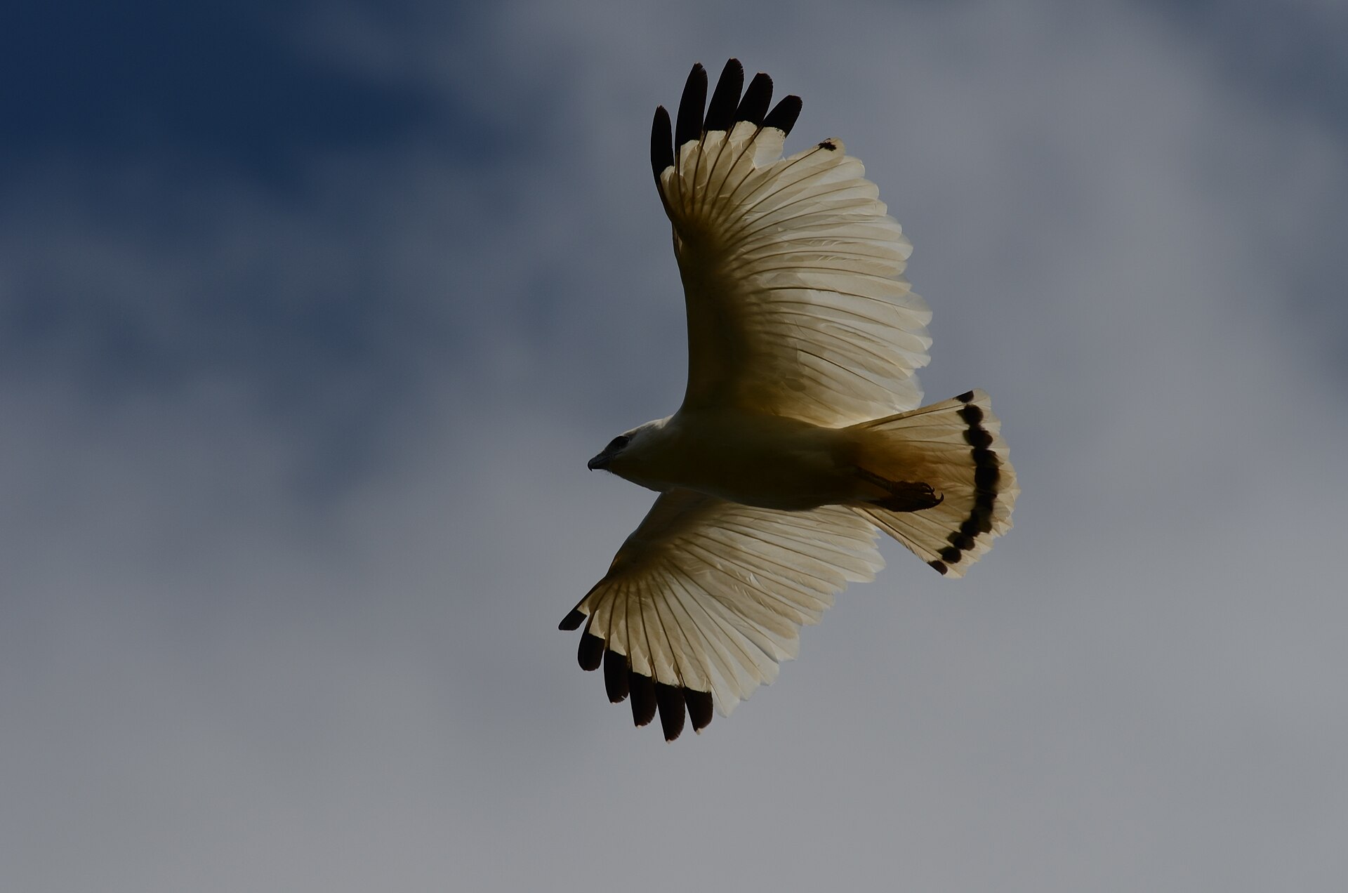 White Hawk White Hawk ()