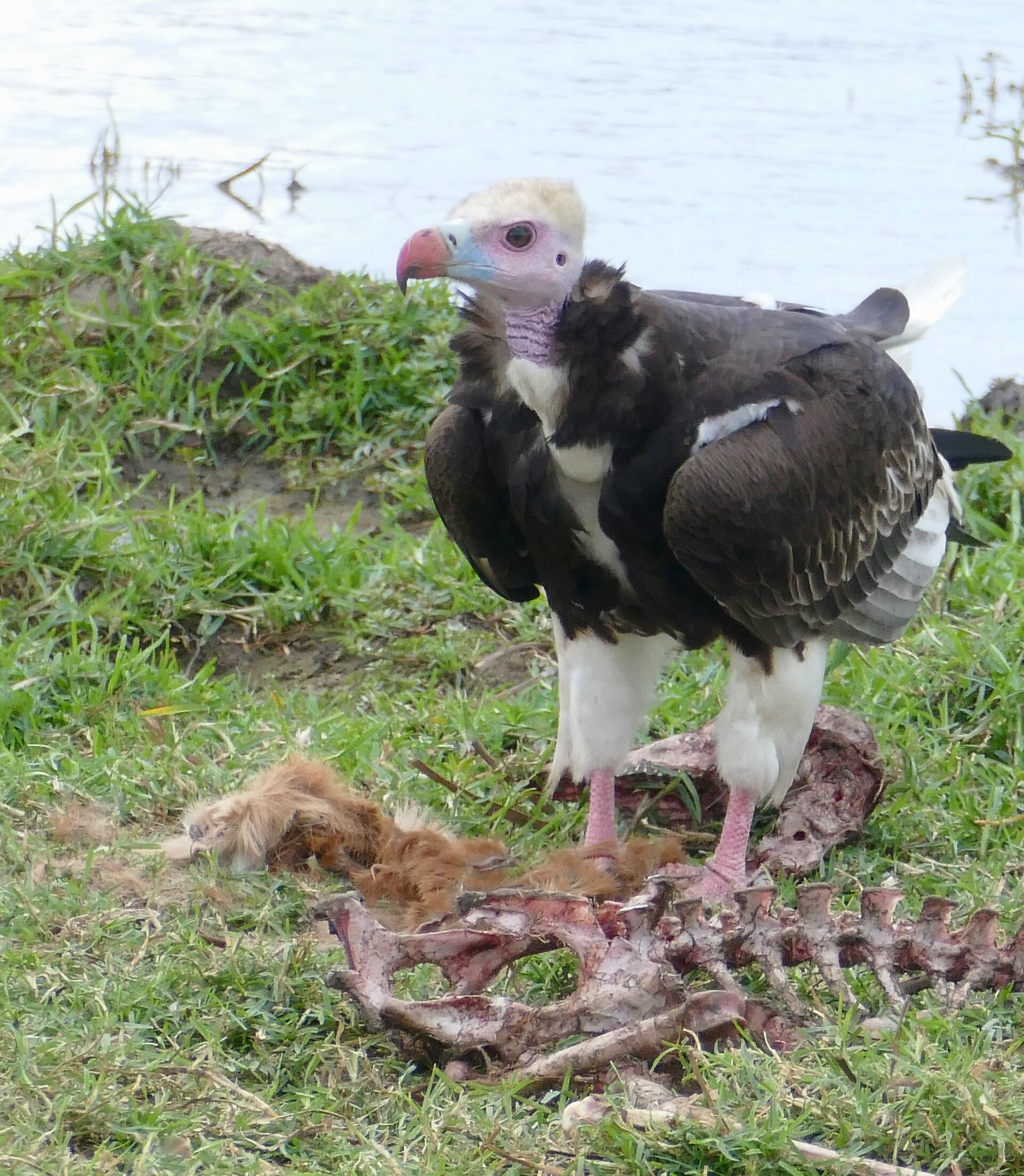 White-headed Vulture ()
