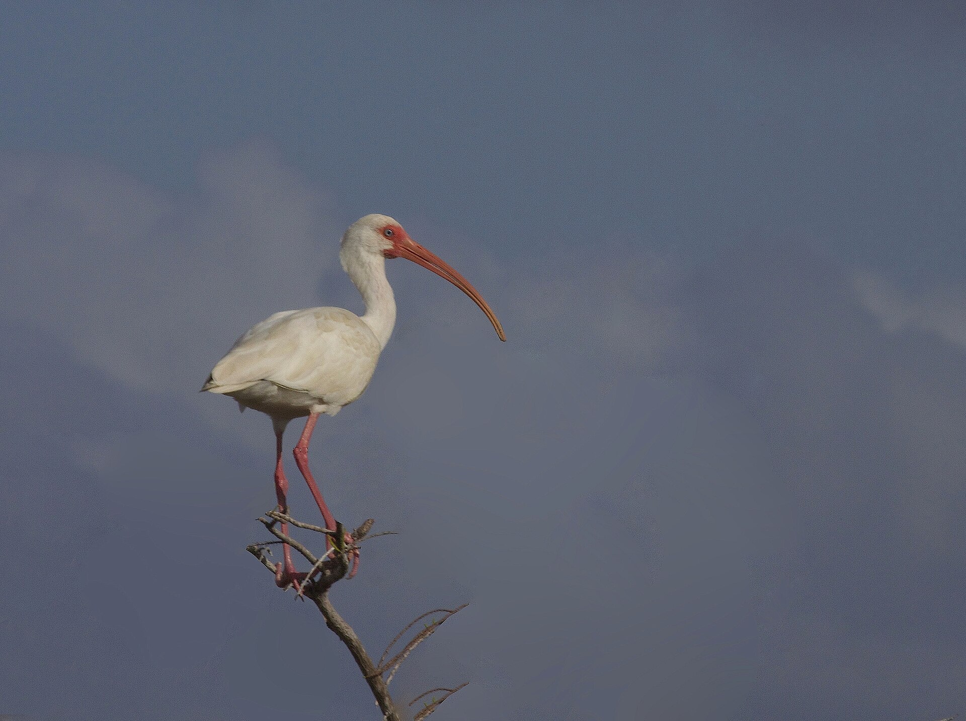 White Ibis (Eudocimus albus)