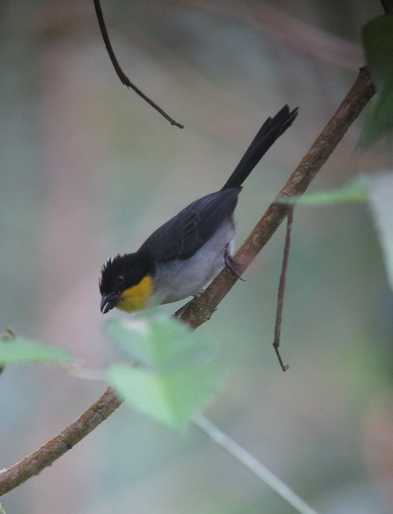 White-Naped Brushfinch (Atlapetes gorgiamarillo)