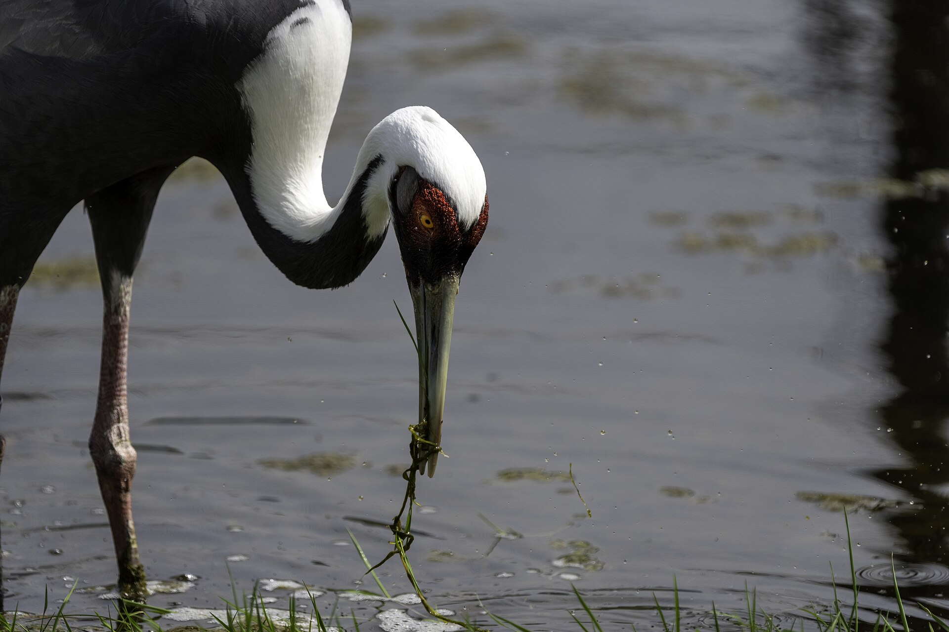 White-naped Crane ()