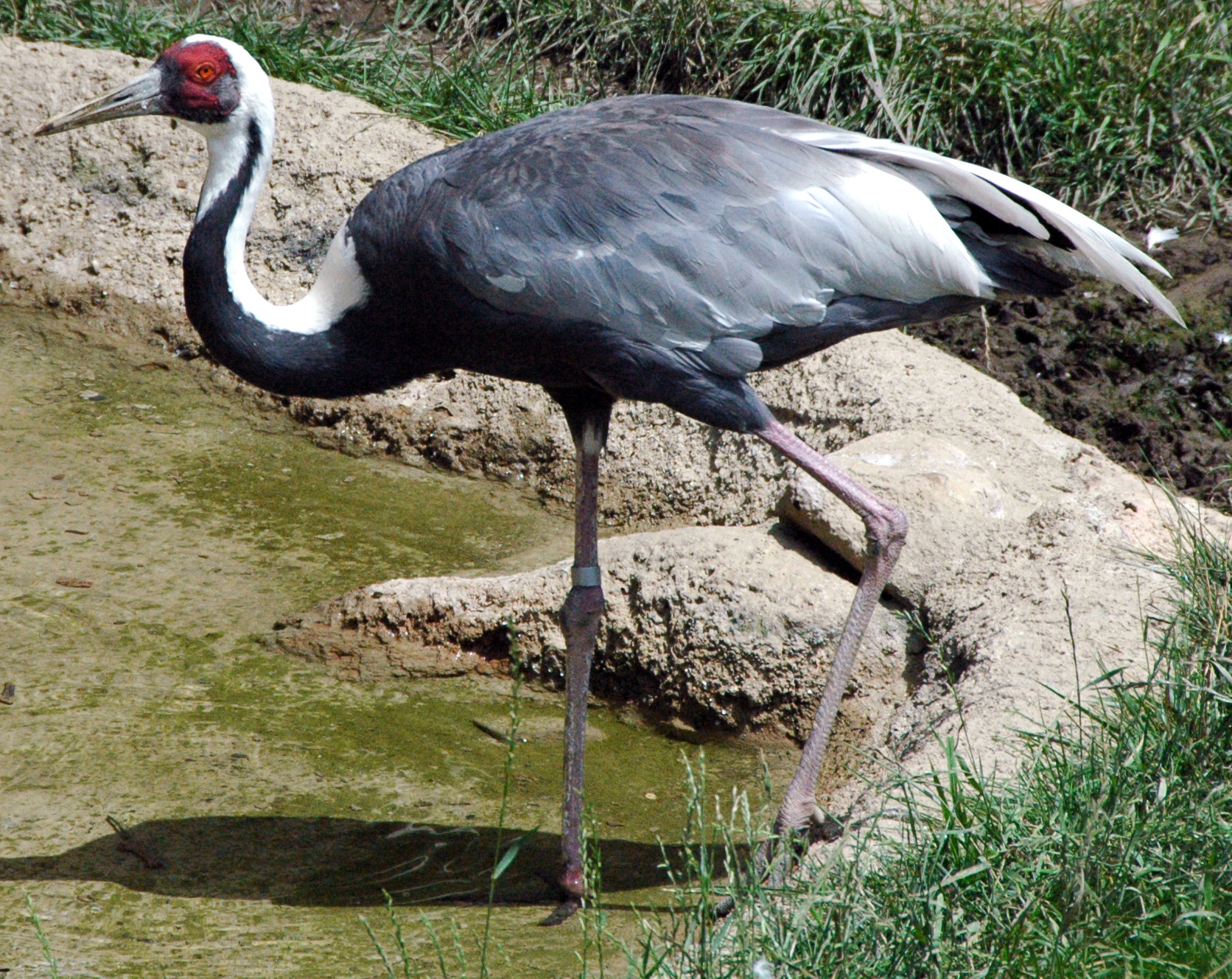 White-naped Crane Behavior ()