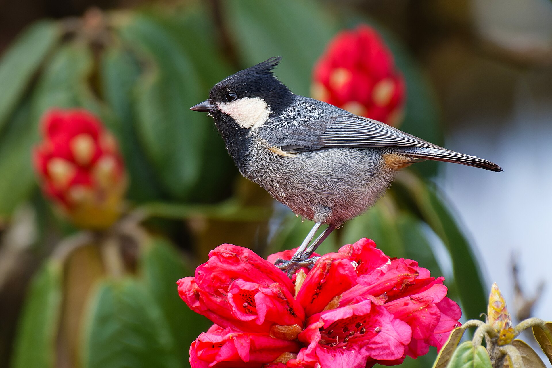 White-naped Tit ()