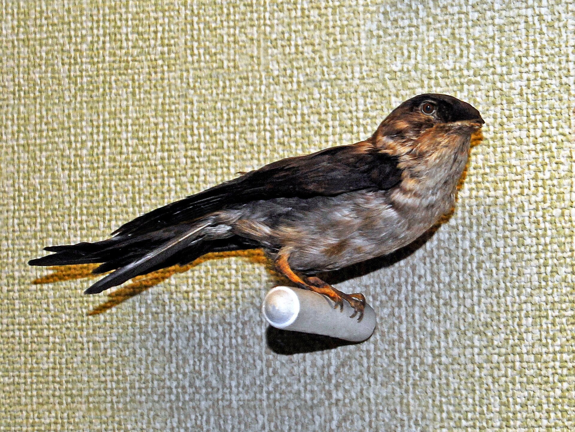 White-nest Swiftlet ()