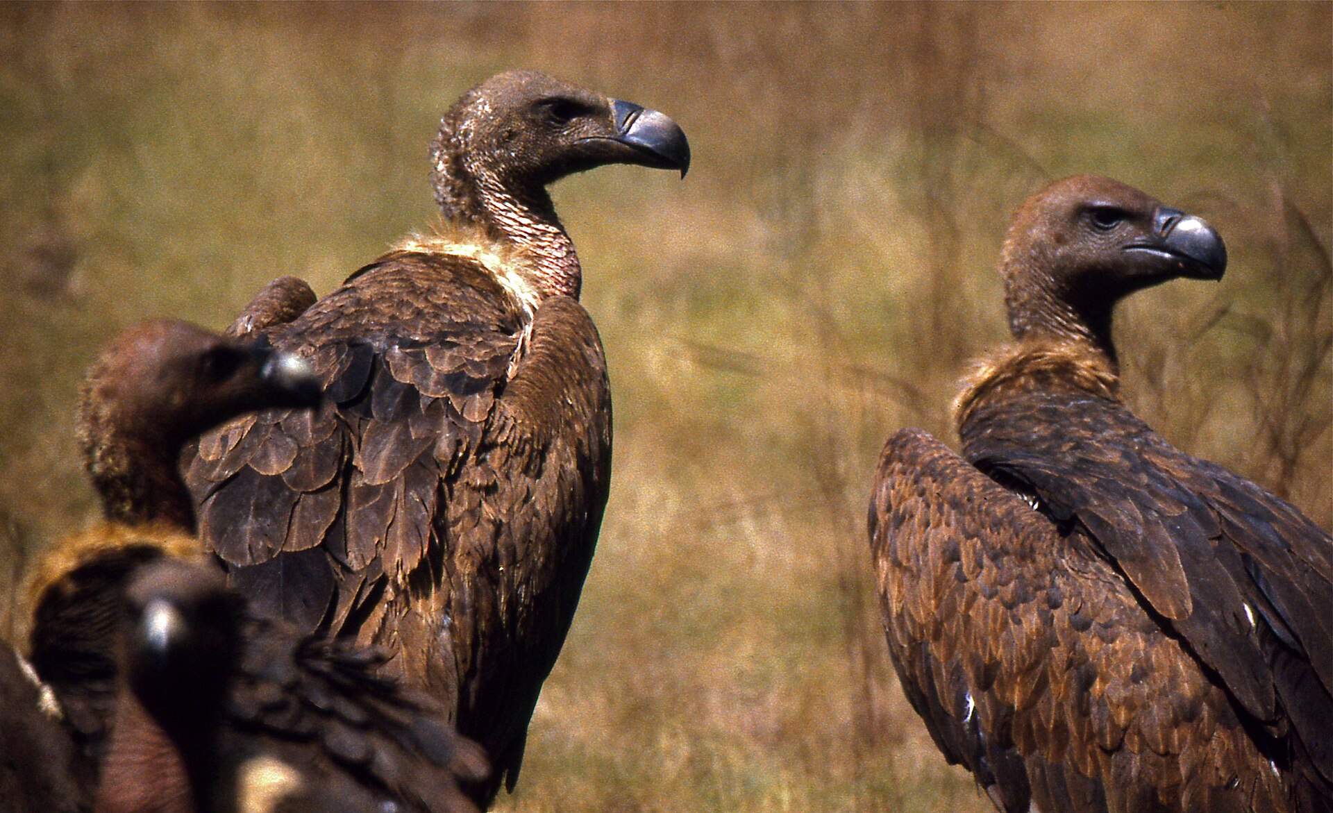 White-rumped Vulture White-rumped Vulture (Gyps bengalensis)