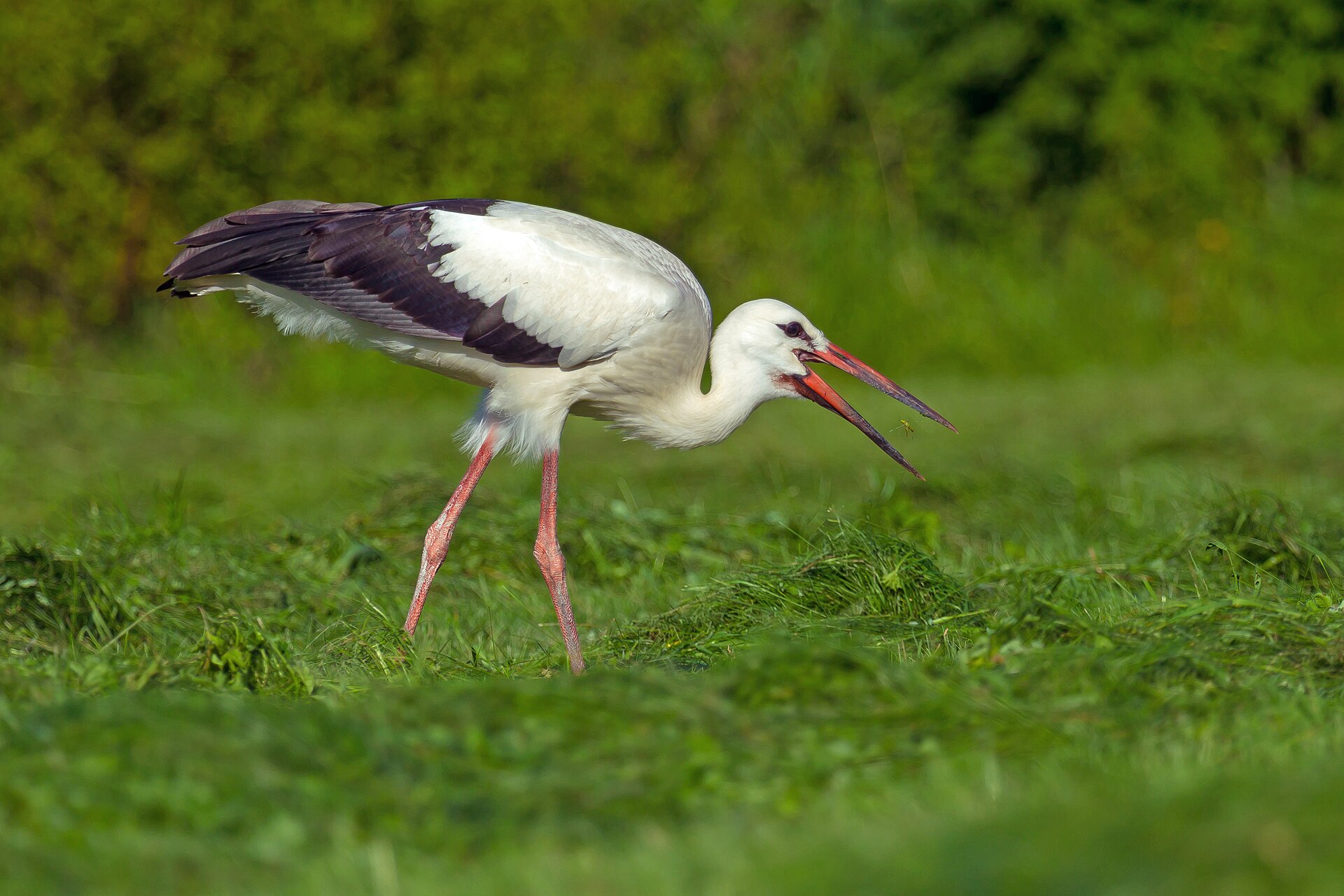 White Stork (Ciconia ciconia)