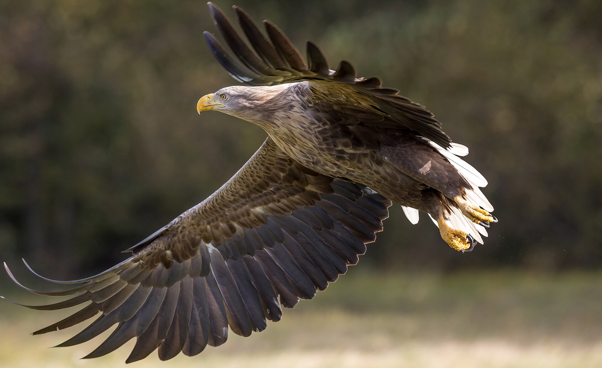White-Tailed Eagle (Haliaeetus albicilla)