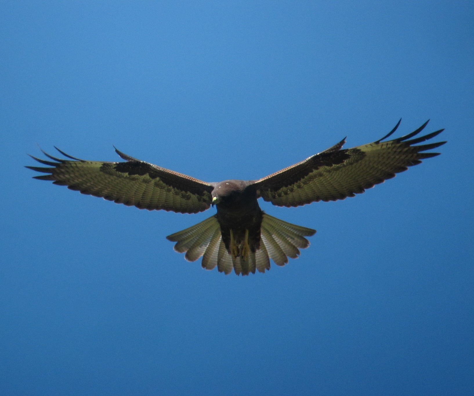 White-tailed Hawk (Geranoaetus albicaudatus)