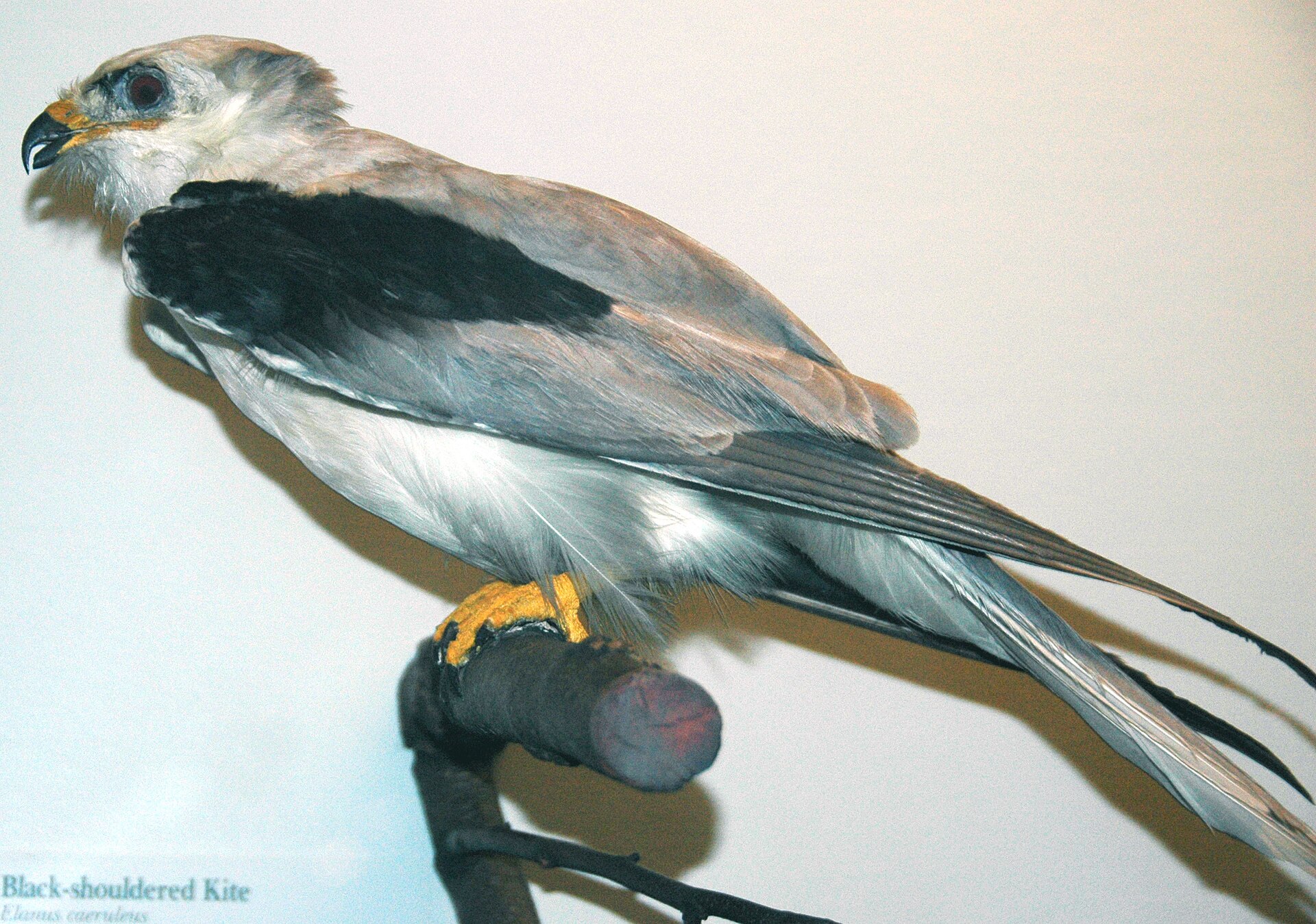 White-tailed Kite ()