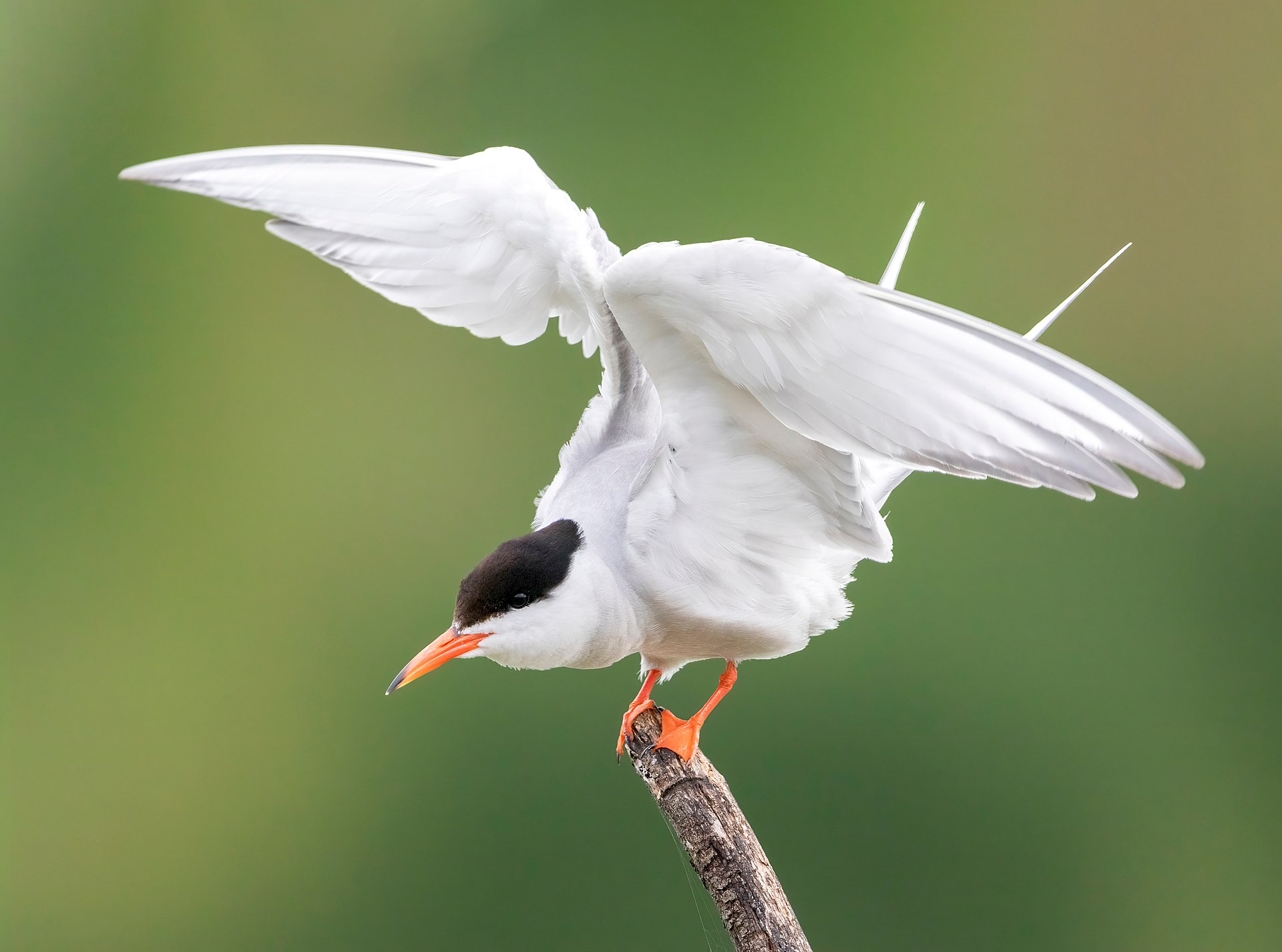 White Tern ()