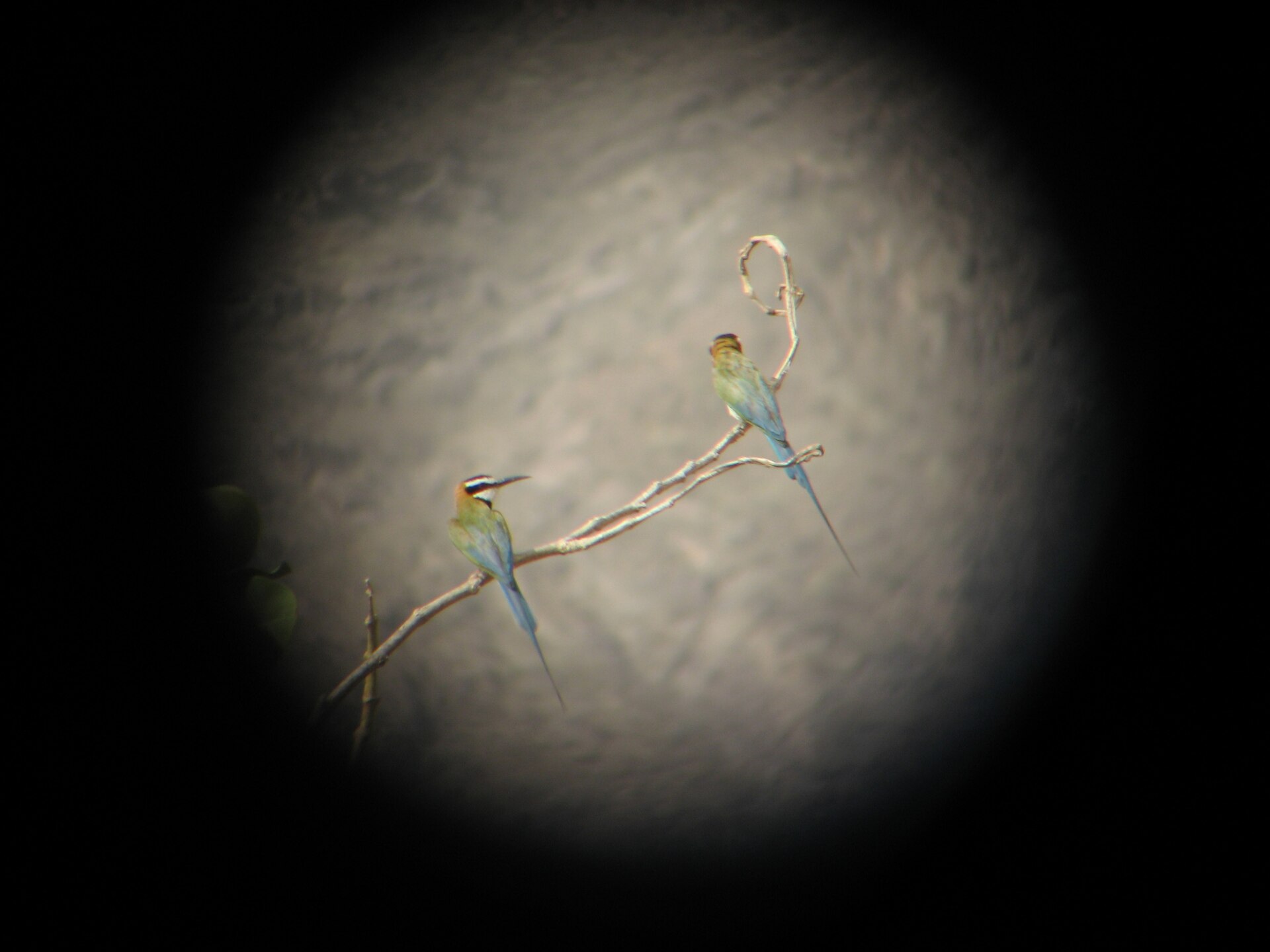 White-throated Bee-eater White-throated Bee-eater (Merops albicollis)