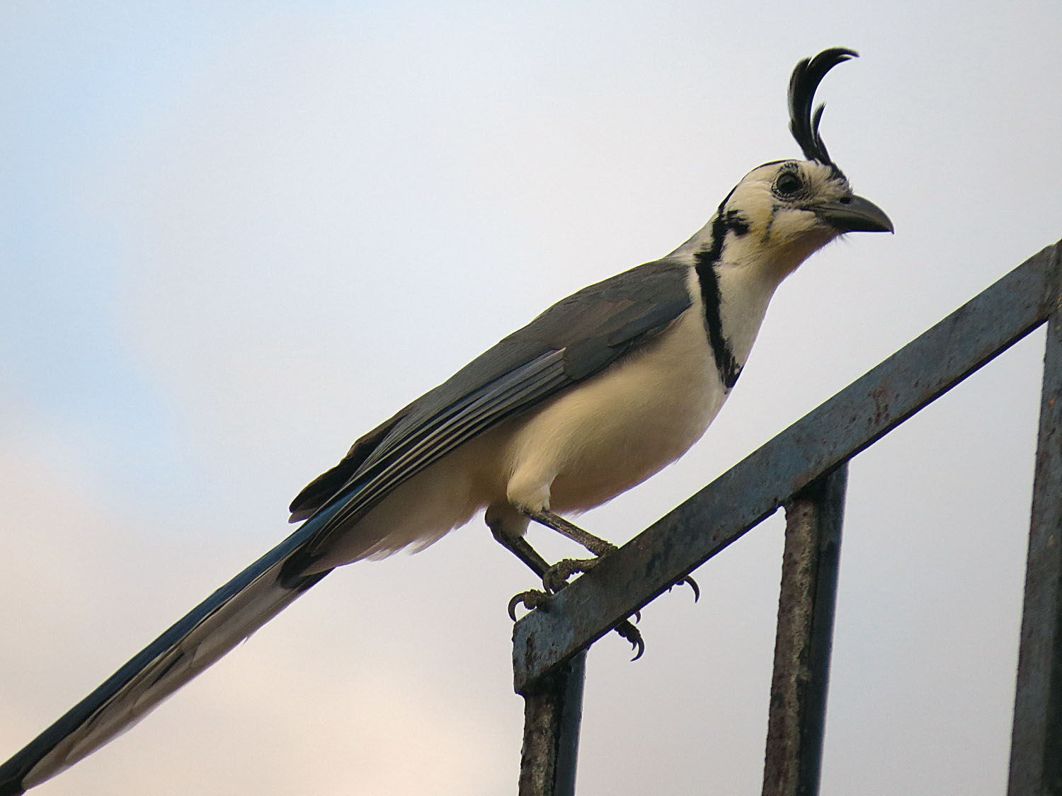 White-throated Magpie-Jay ()