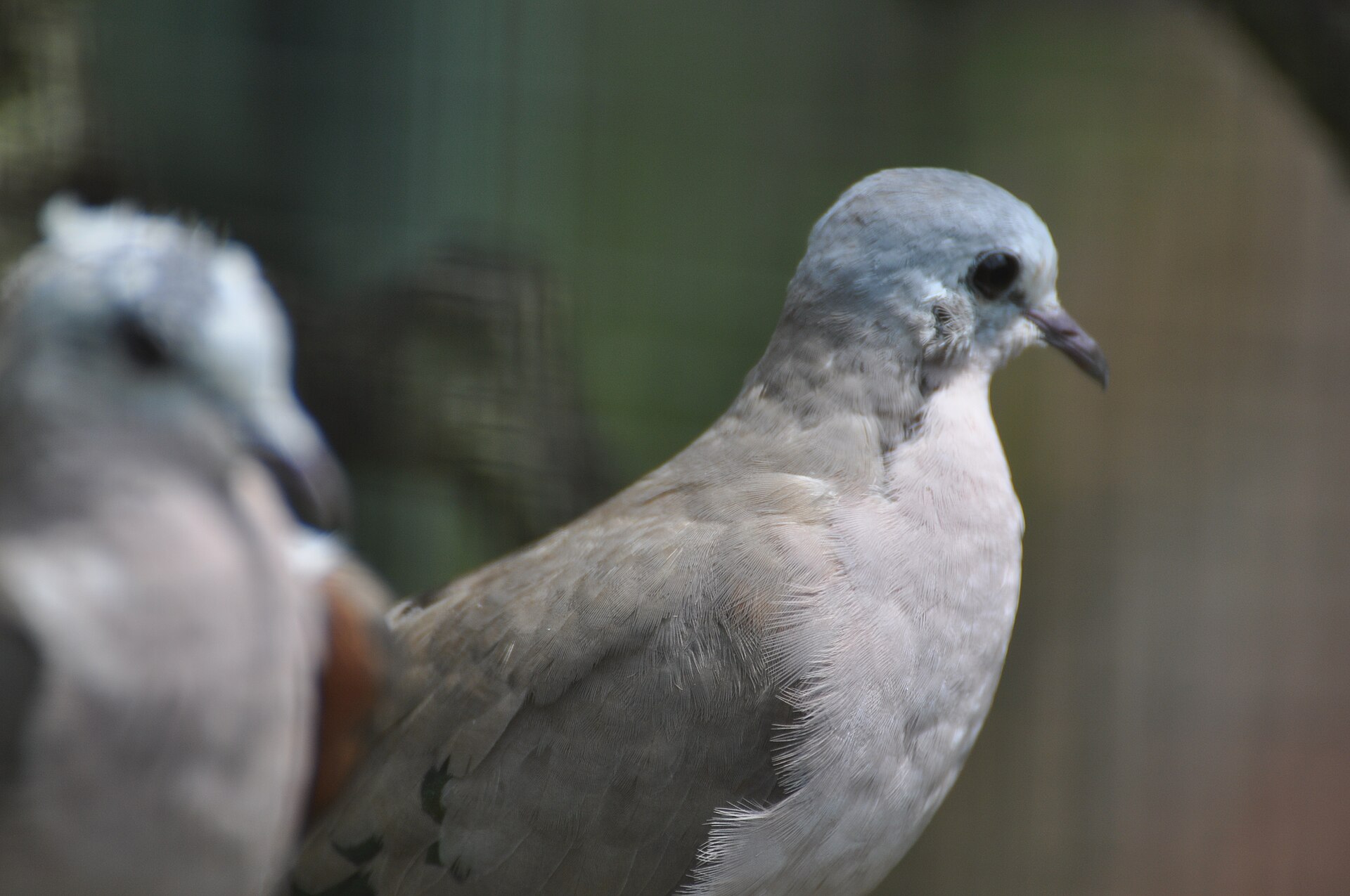 White-Throated Pigeon ()
