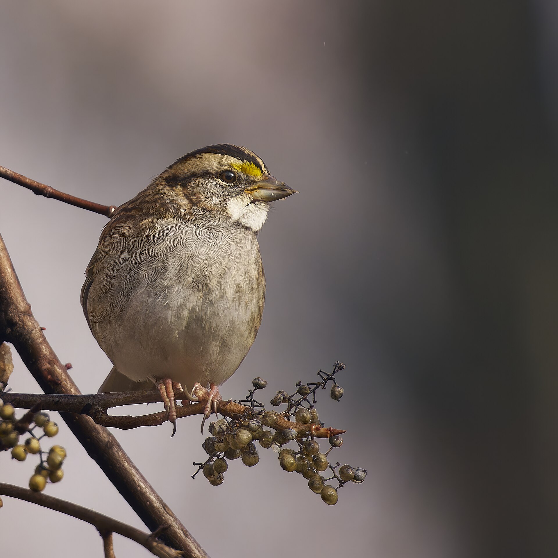 White-Throated Sparrow ()