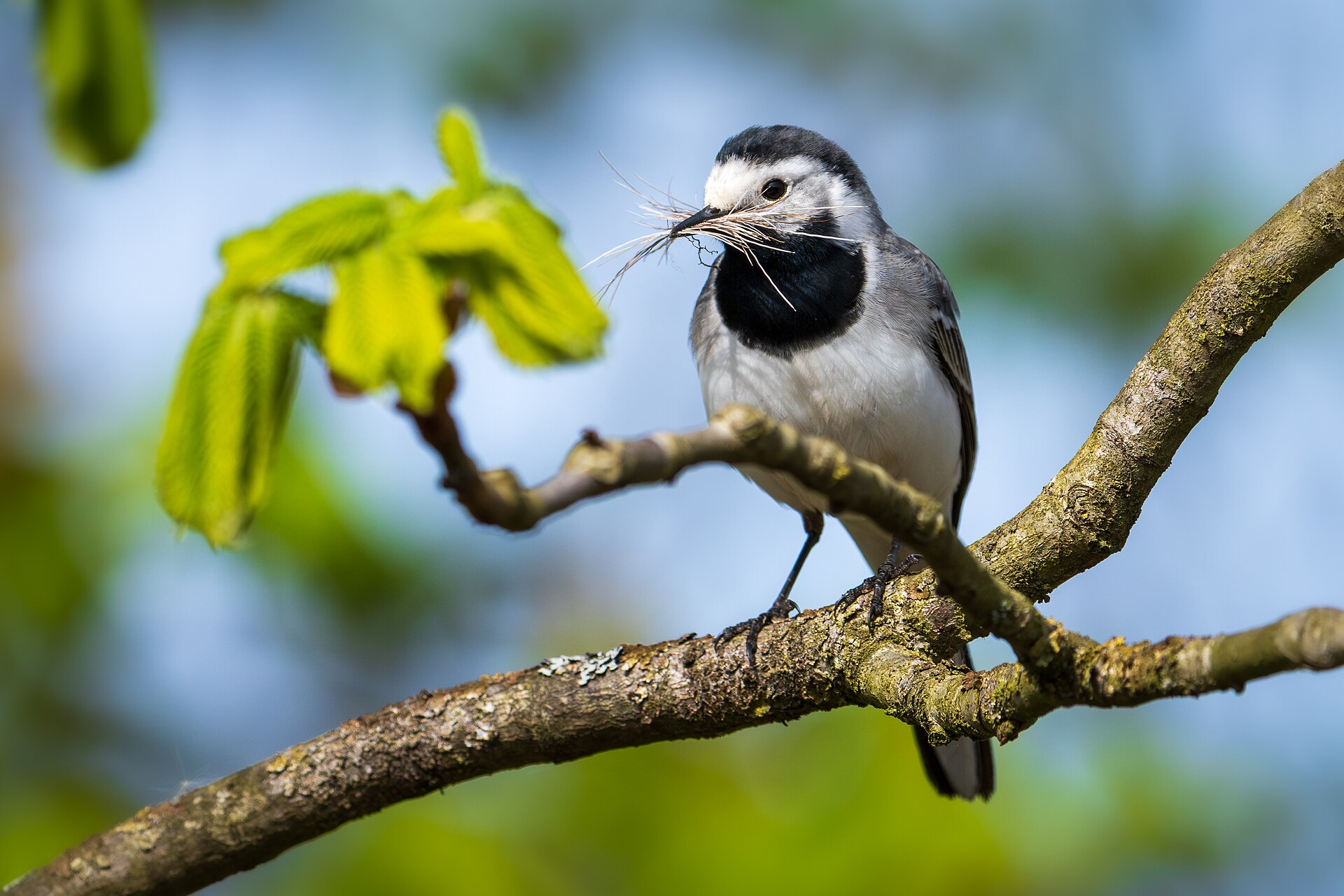 White Wagtail ()