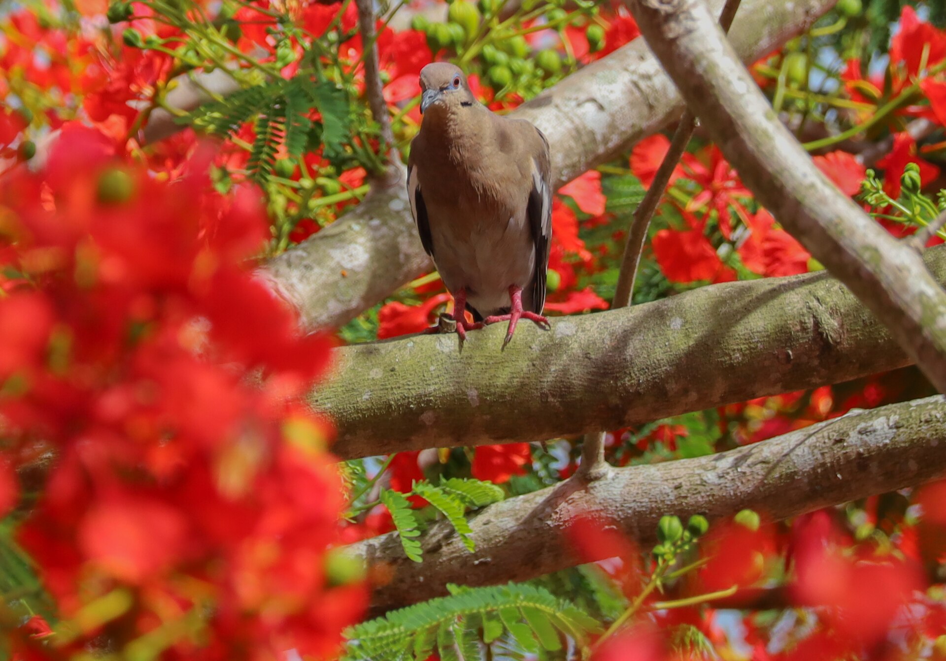 White-Winged Dove White-Winged Dove (Zenaida asiatica)