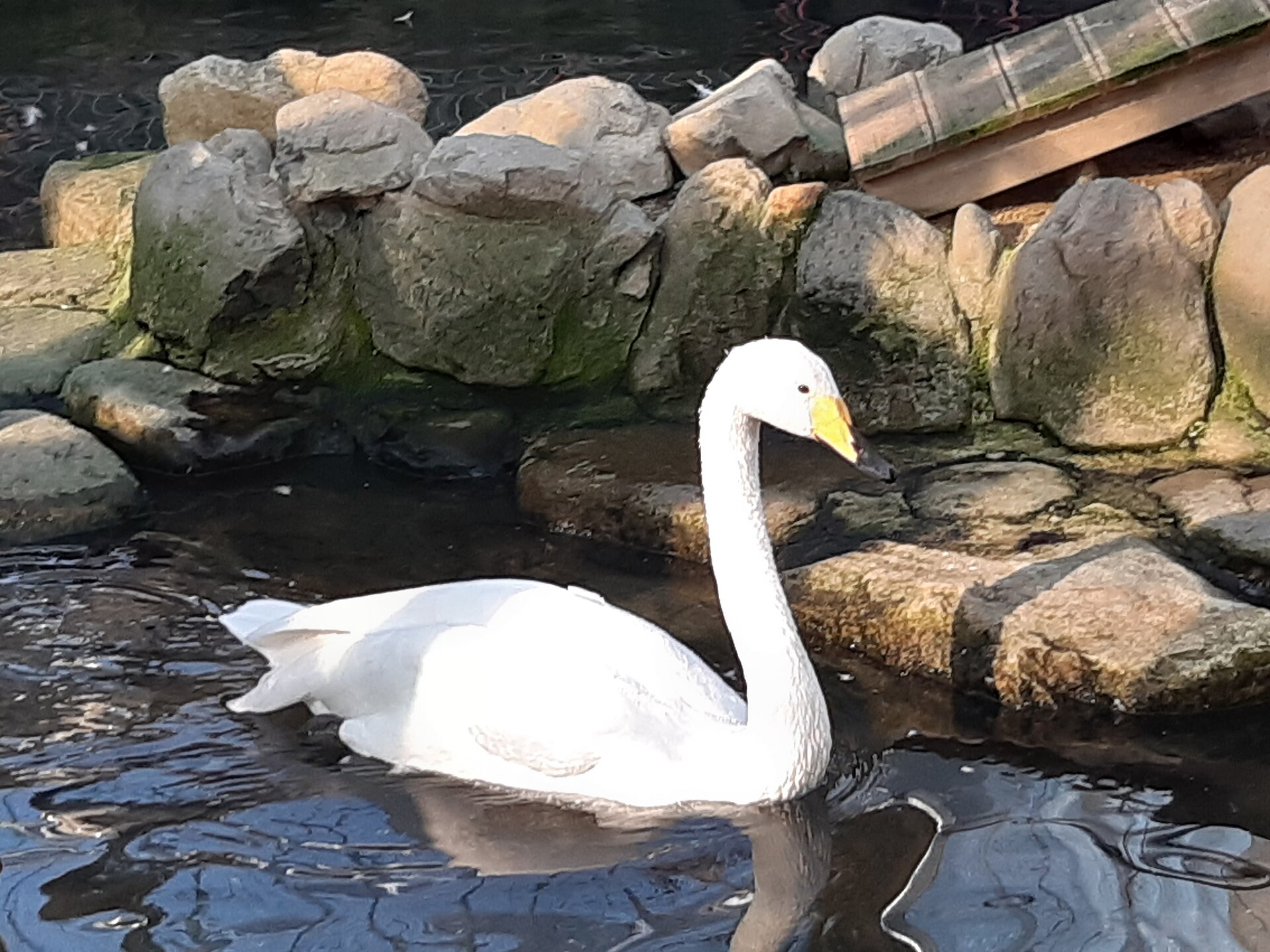 Whooper Swan (Cygnus cygnus)